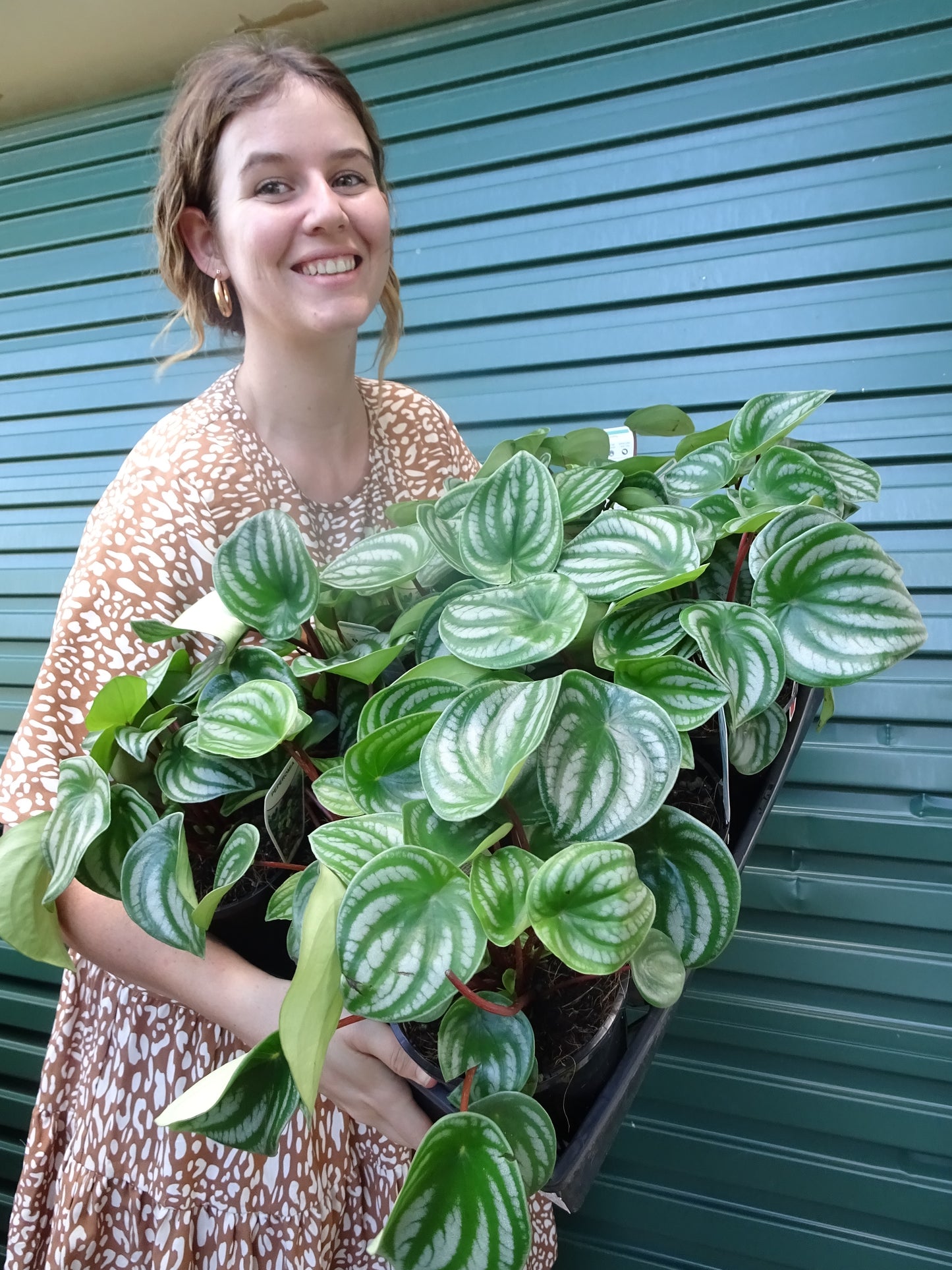 Watermelon Peperomia