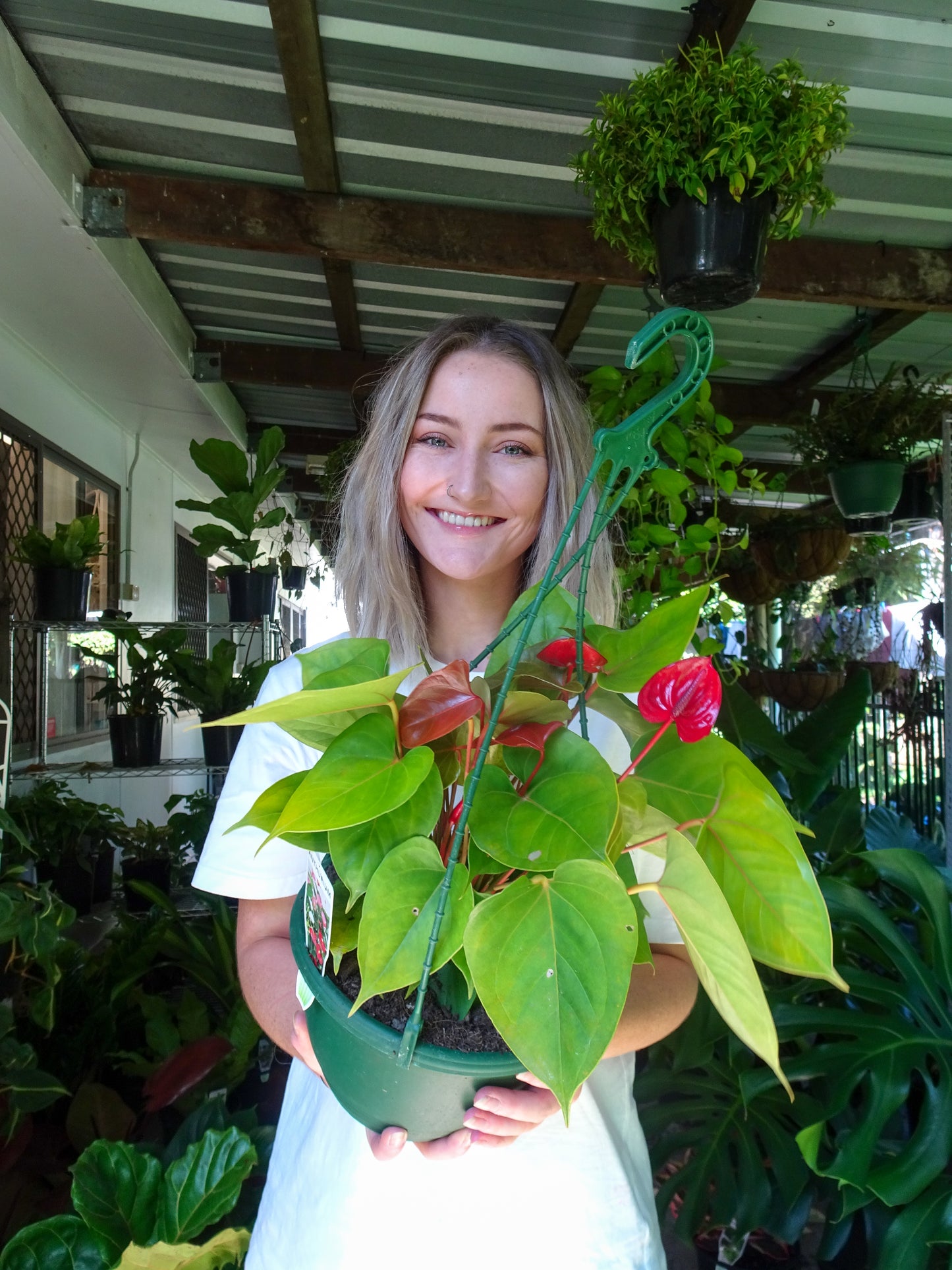 Anthurium Red Hanging Basket