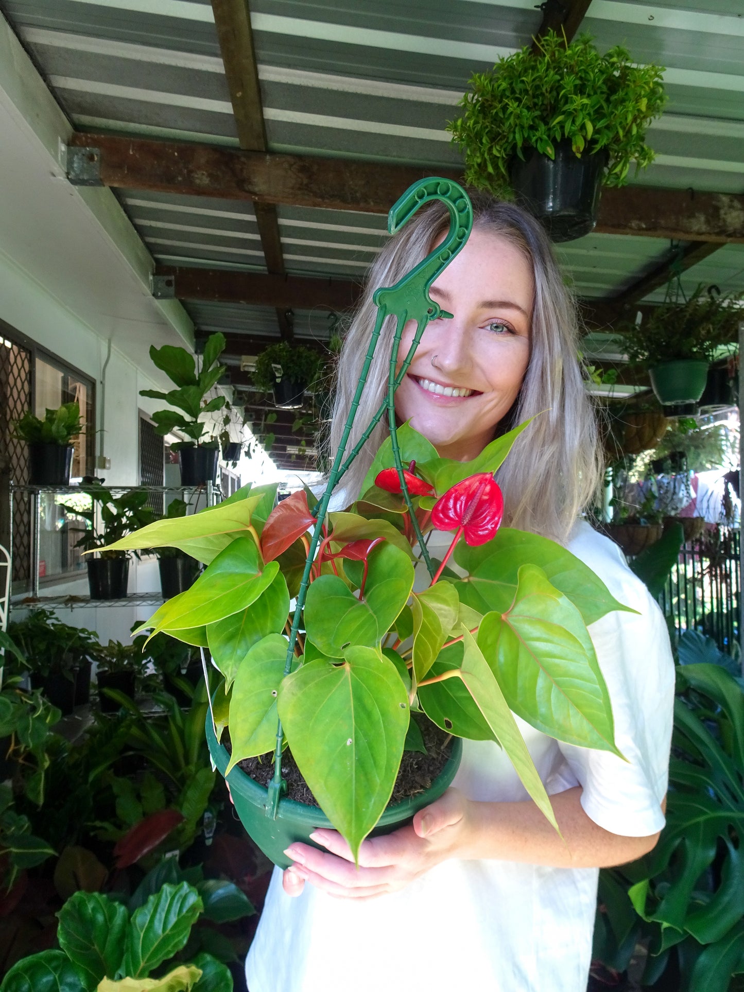 Anthurium Red Hanging Basket