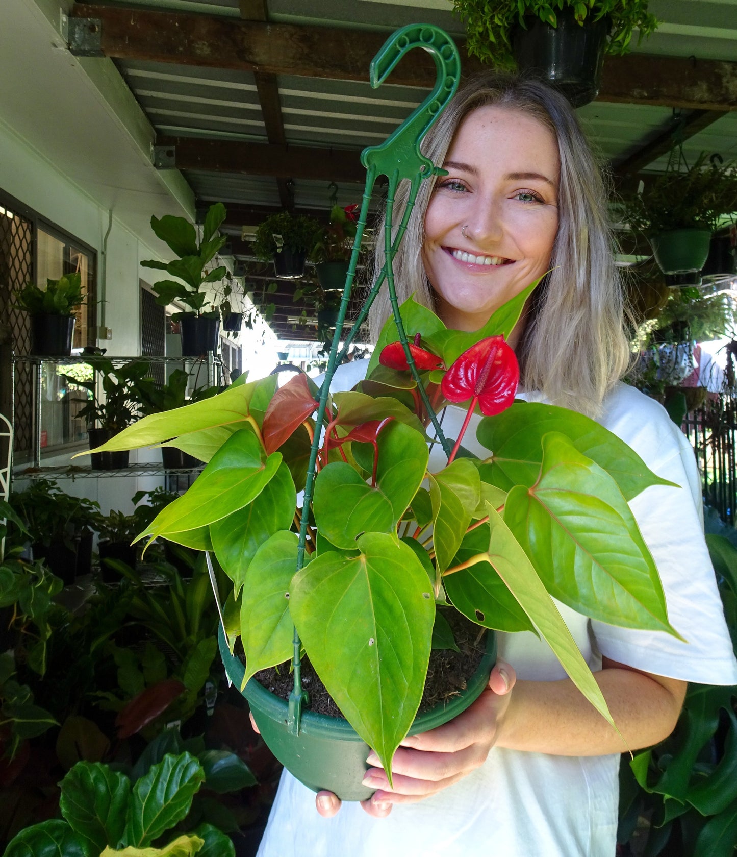 Anthurium Red Hanging Basket