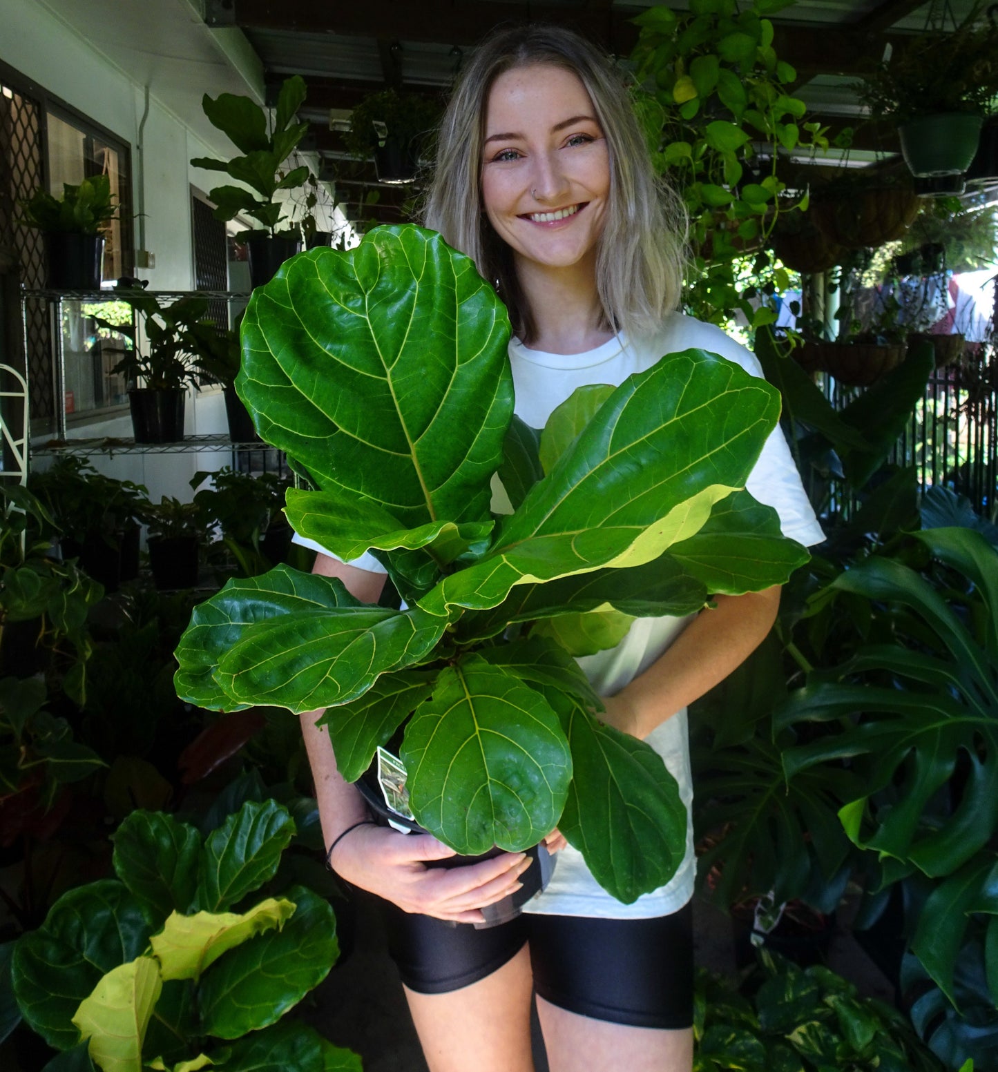 Fiddle Leaf Fig 200mm