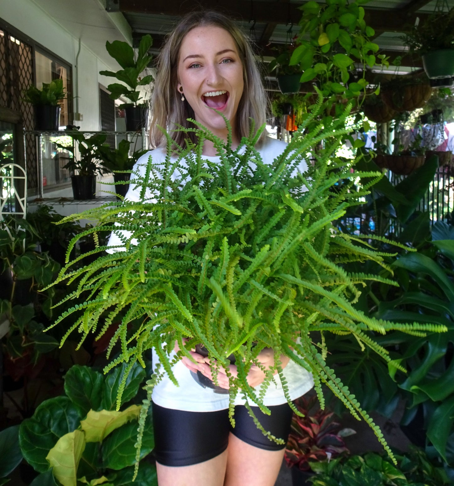 Duffii Fern