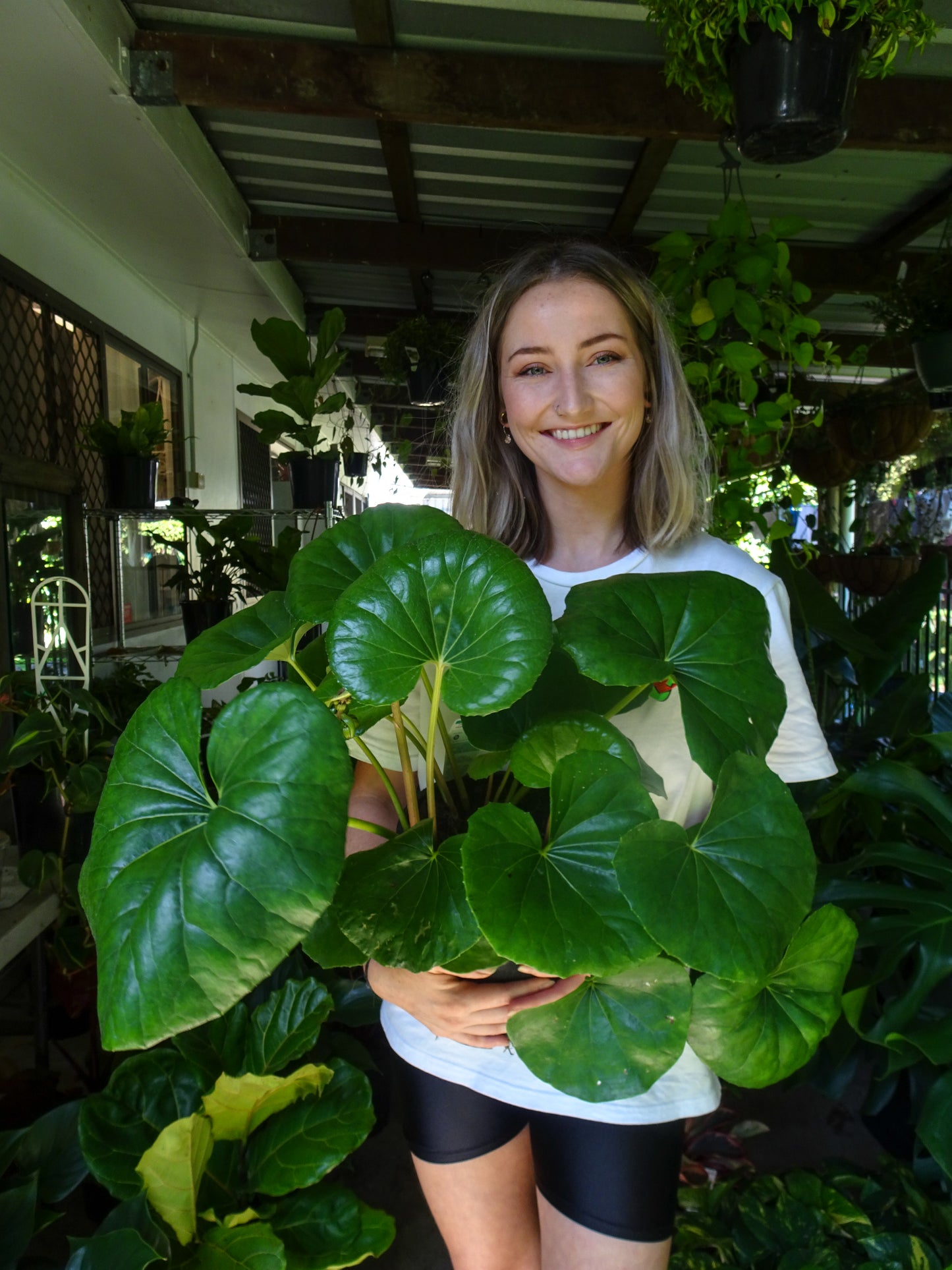 Tractor Seat Plant (Leopard Plant)