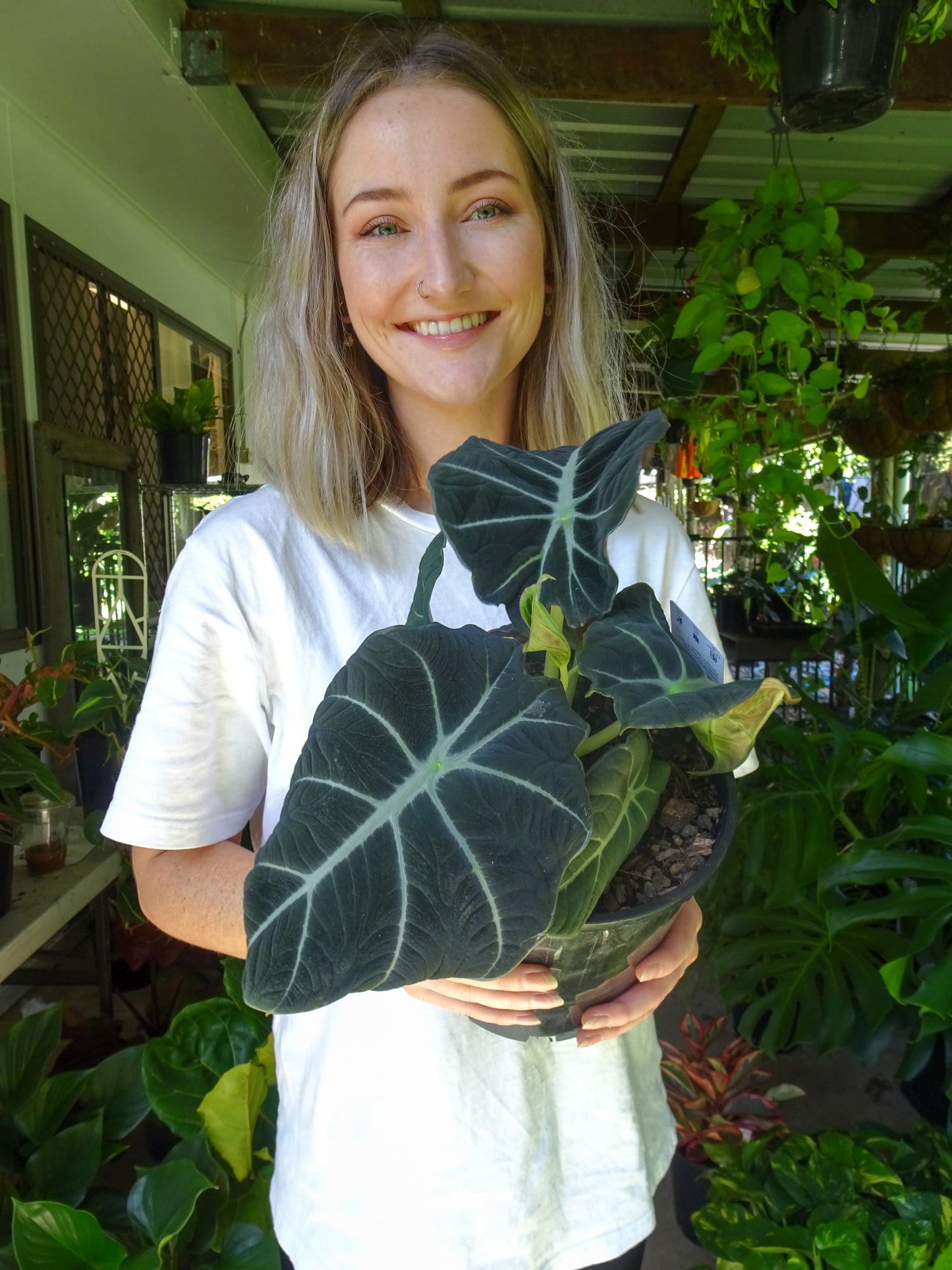 Alocasia Black Velvet