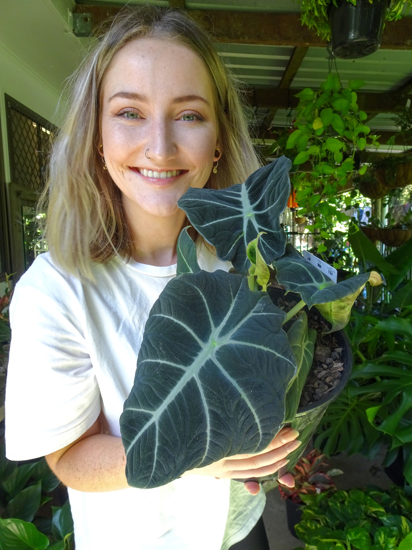 Alocasia Black Velvet