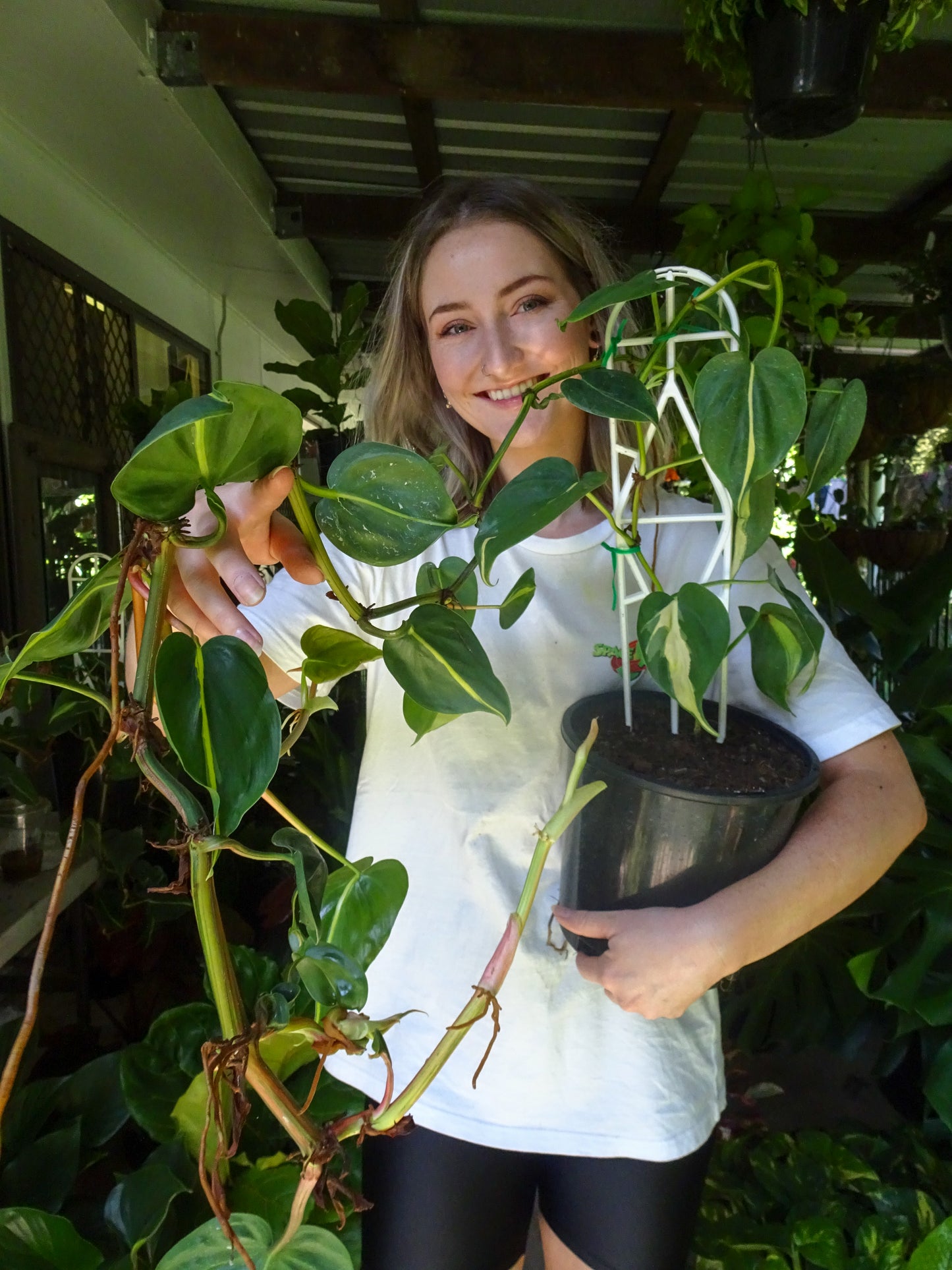 Philodendron Brasil