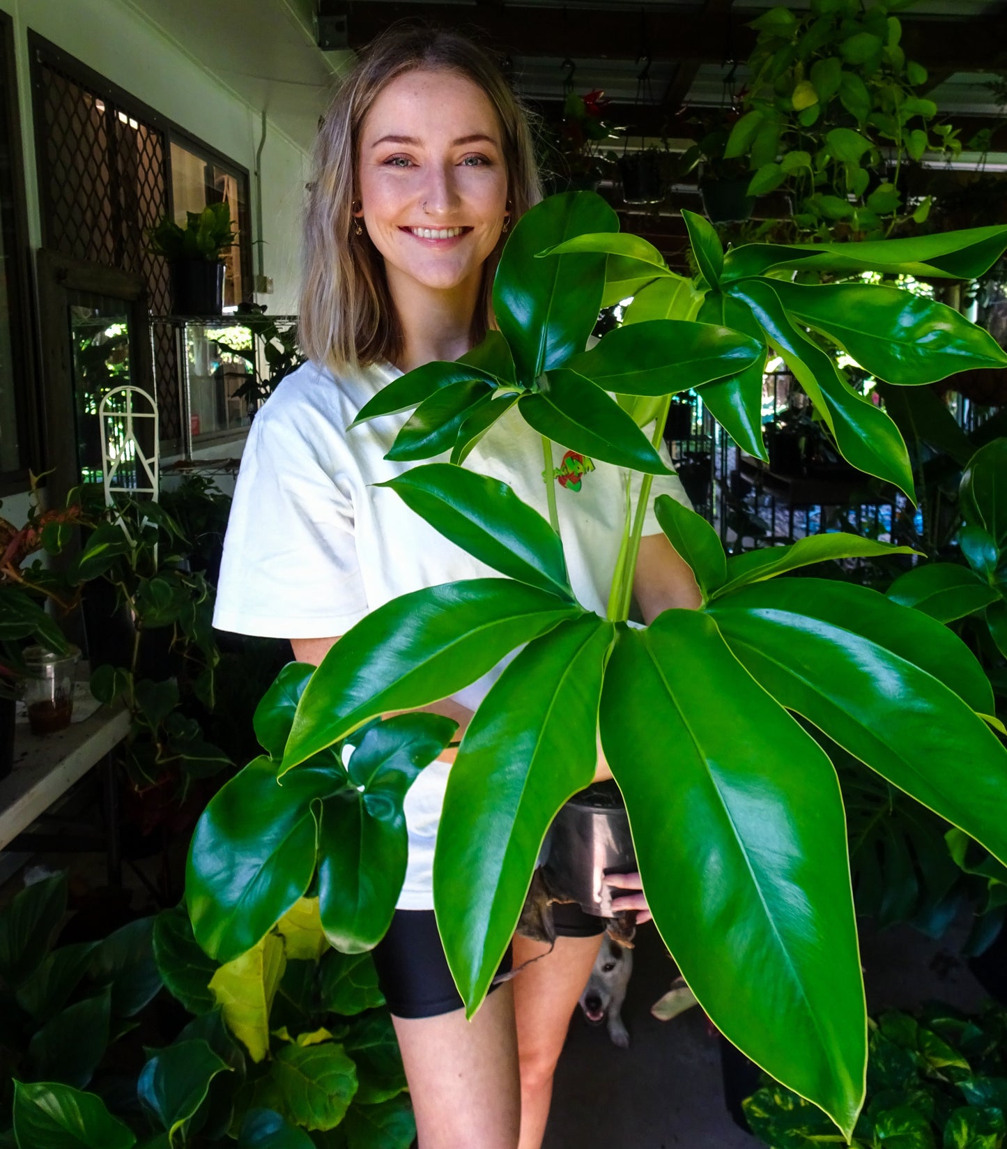 Philodendron Goeldii