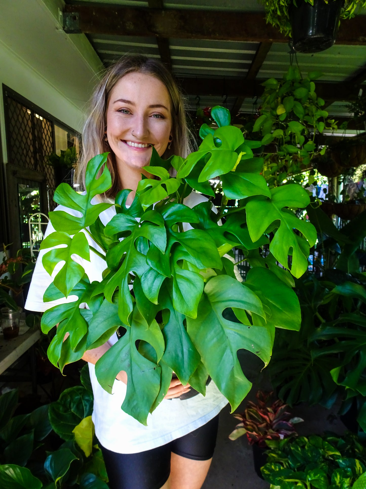 Philodendron Minima