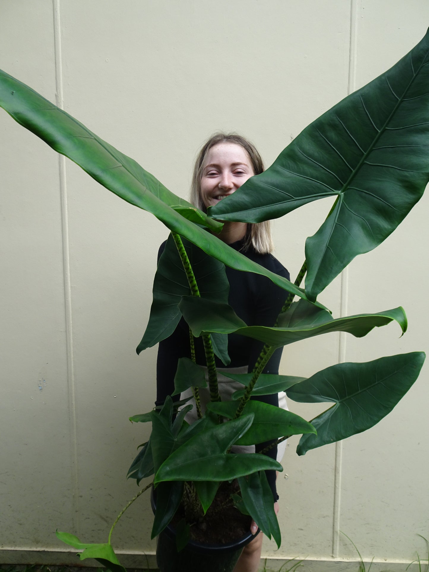 Giant Alocasia Zebrina
