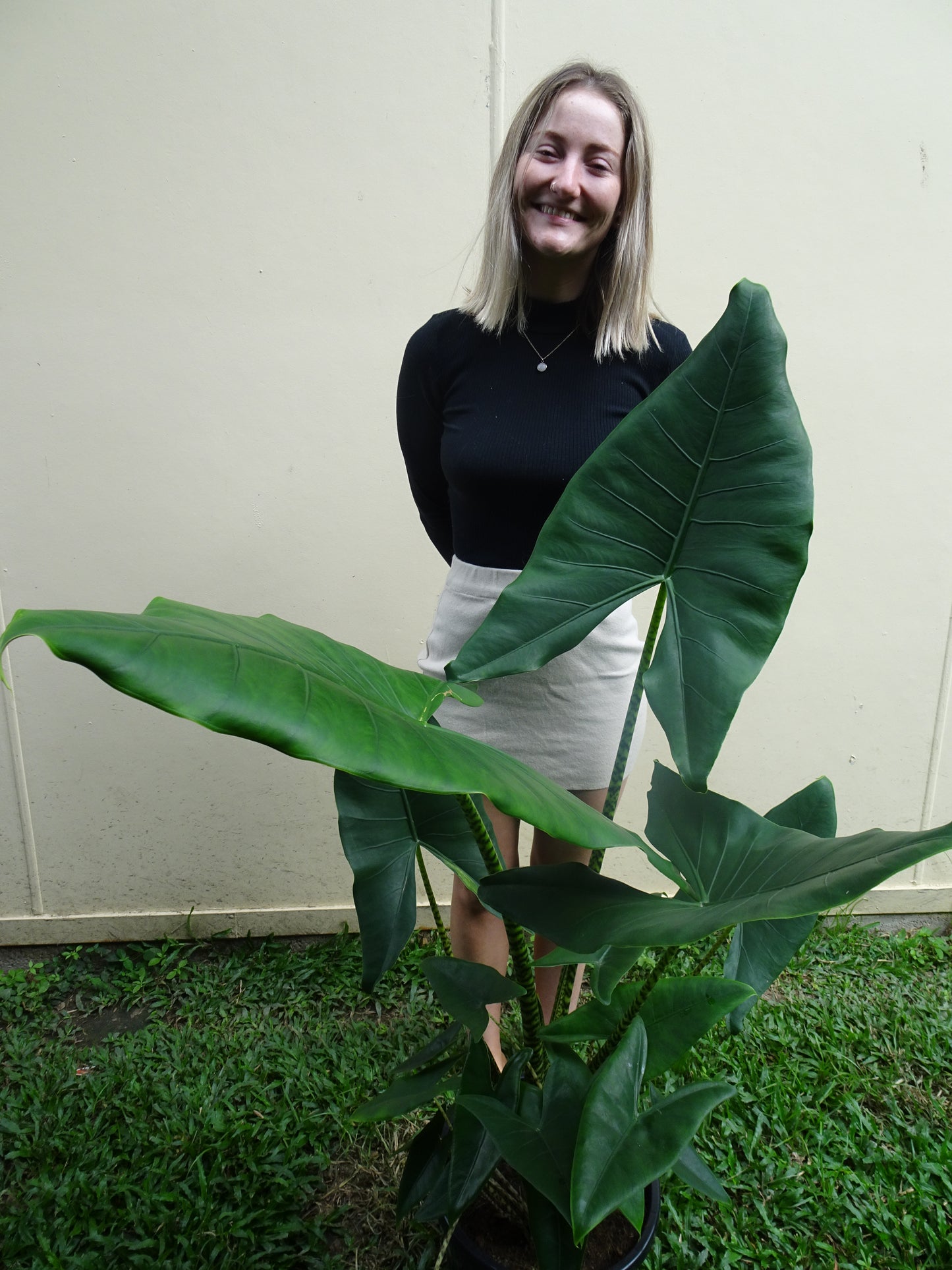 Giant Alocasia Zebrina
