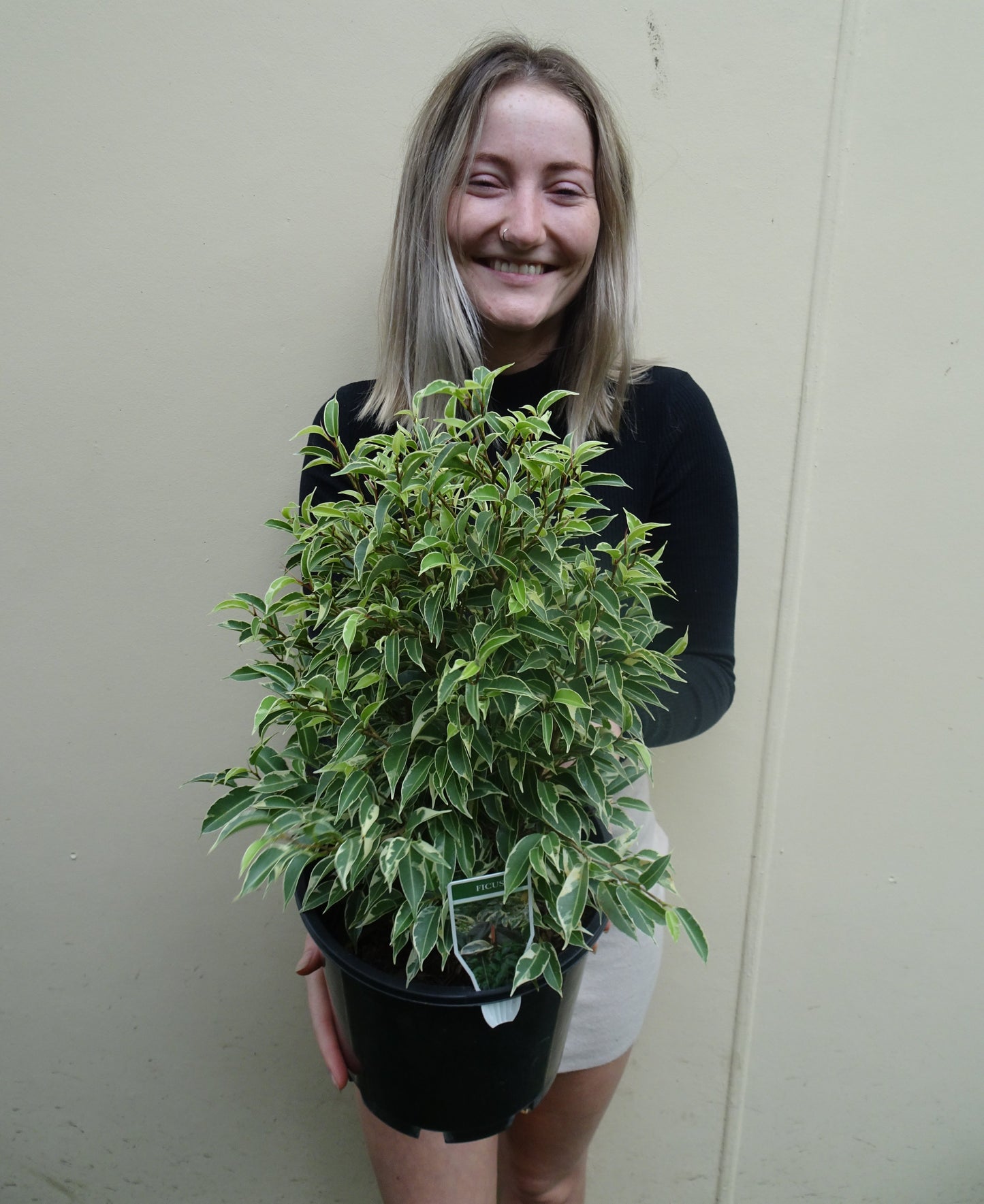 Ficus Benjamin Kinky