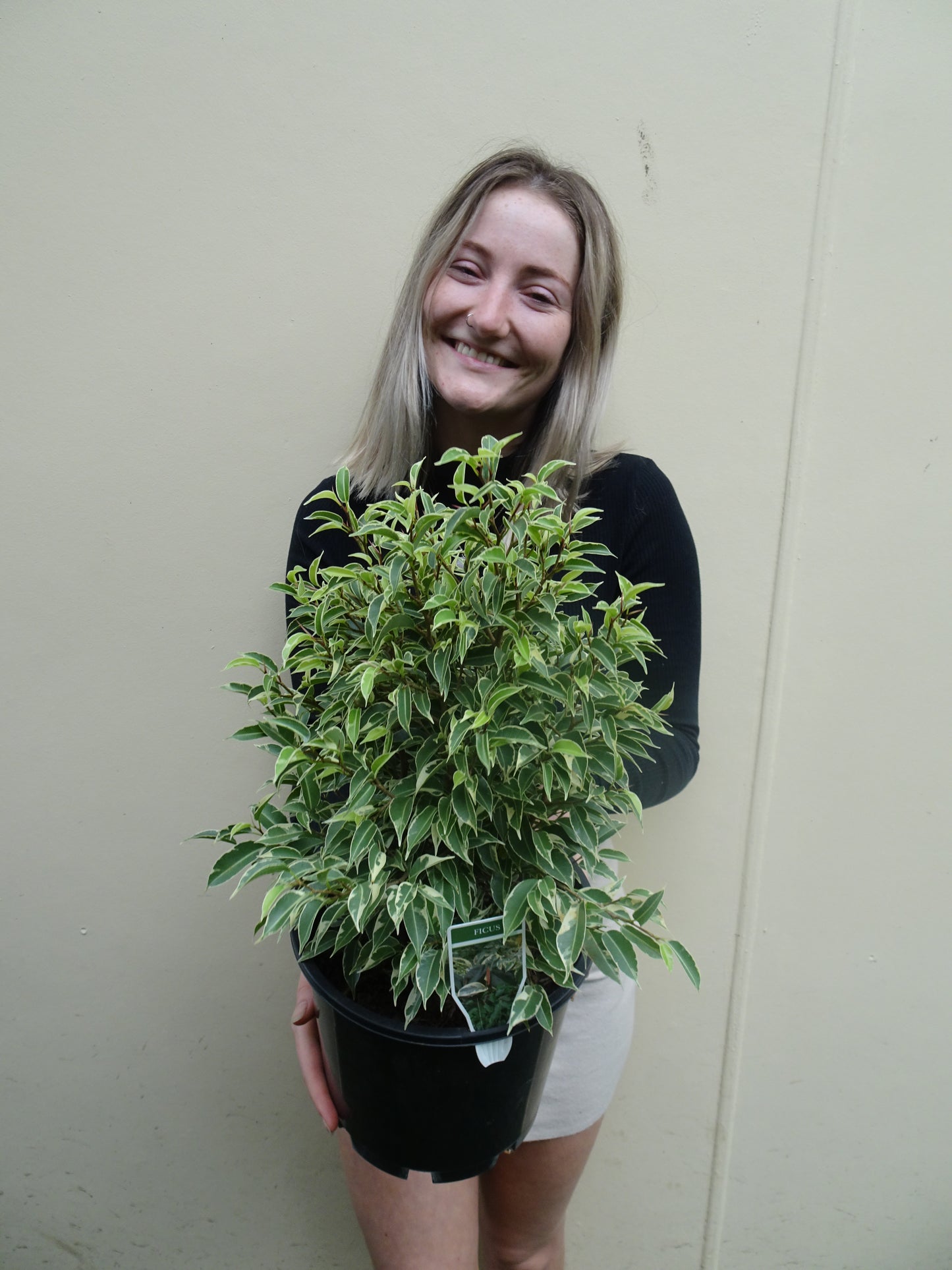 Ficus Benjamin Kinky