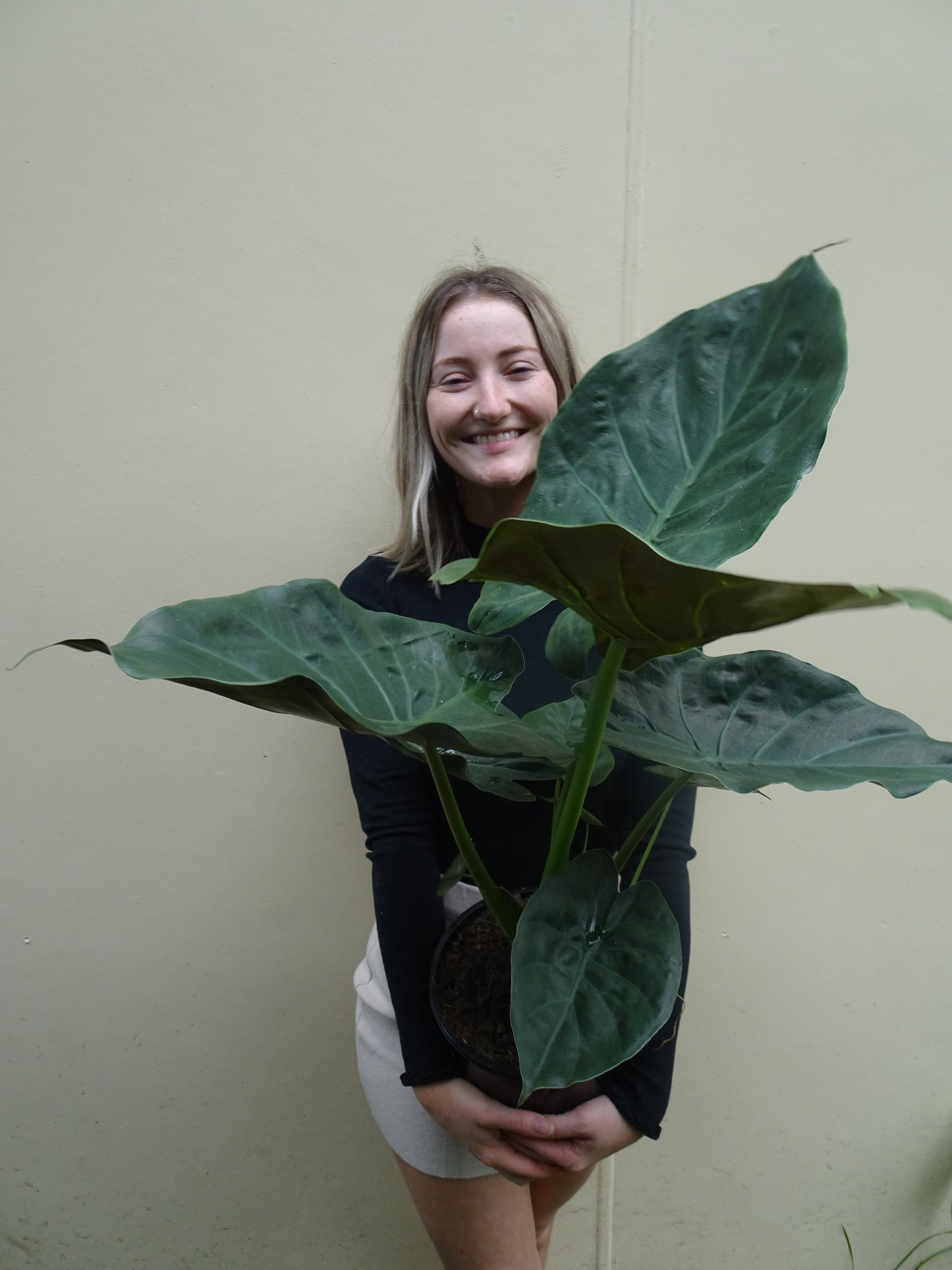Alocasia Wentii