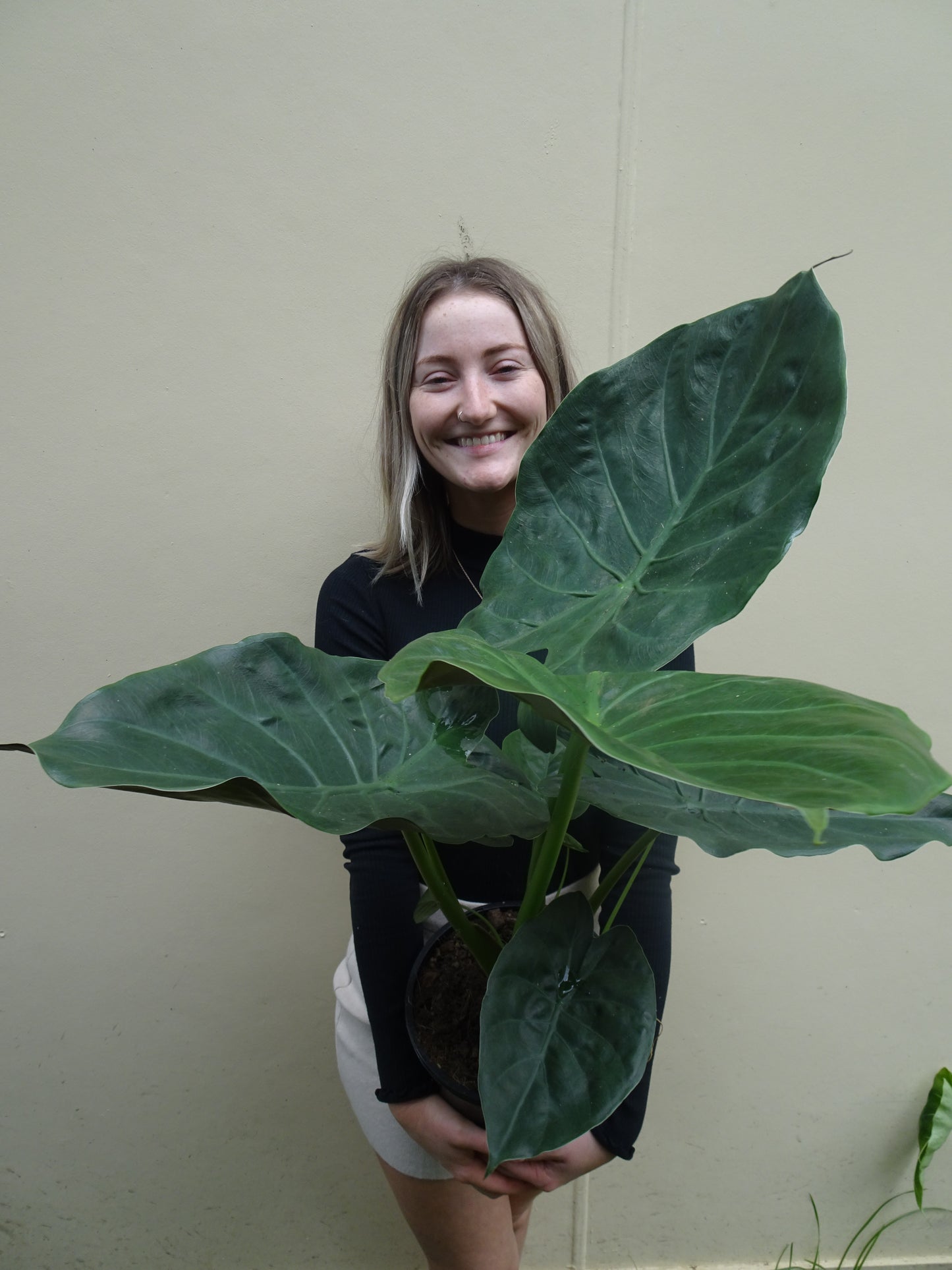 Alocasia Wentii