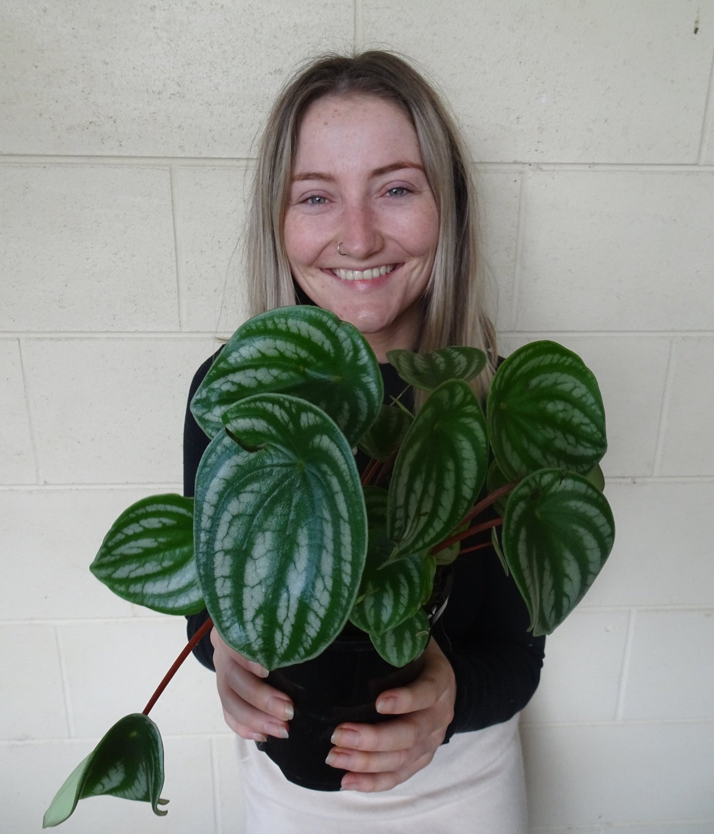 Watermelon Peperomia