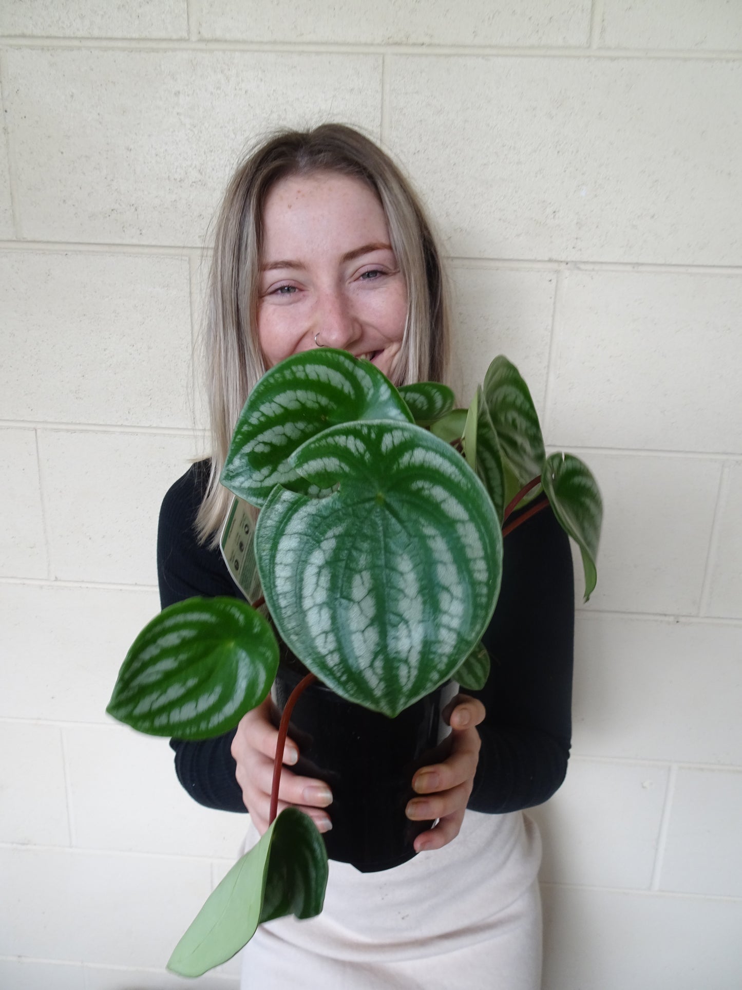 Watermelon Peperomia