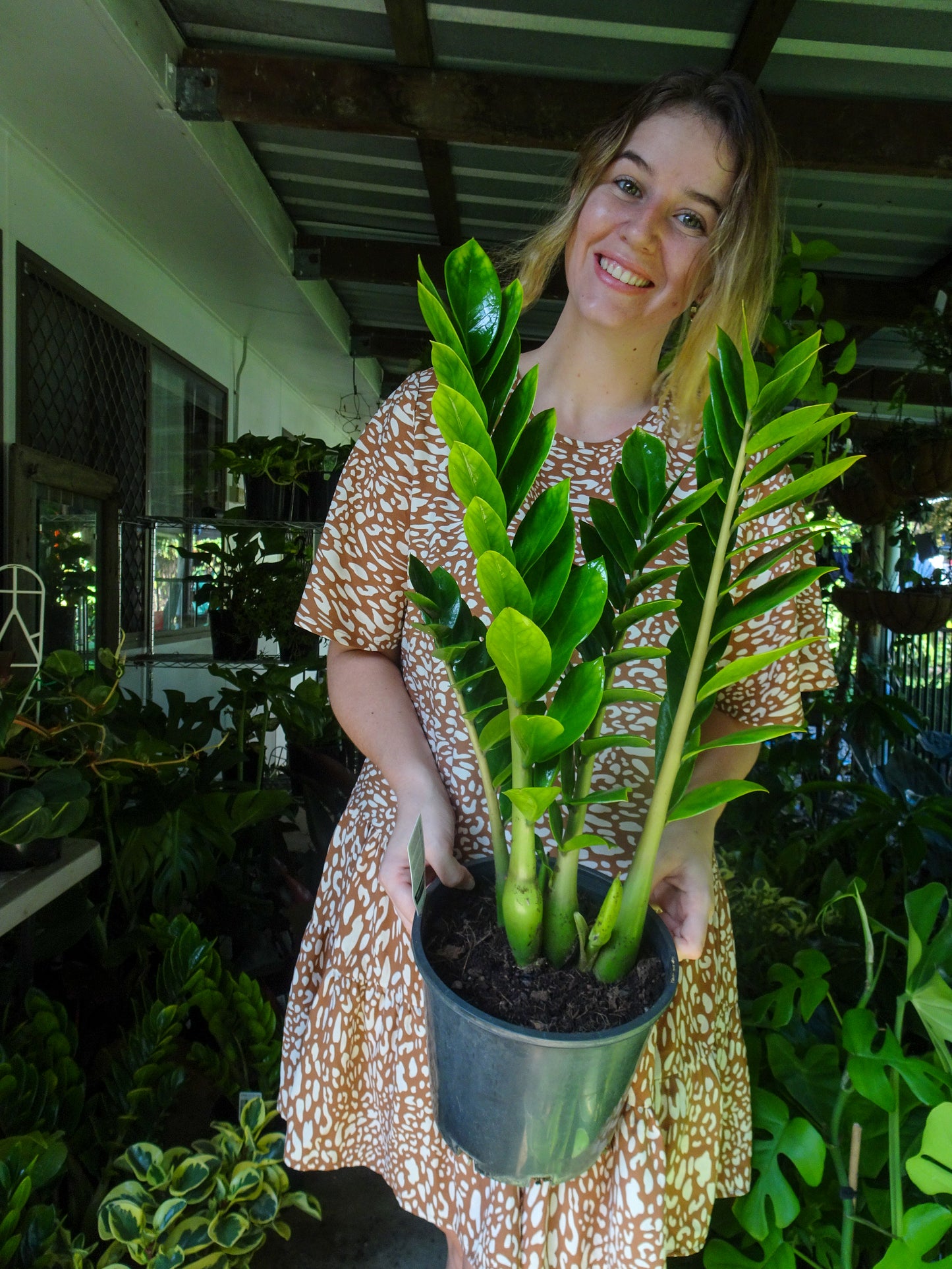 ZZ Plant