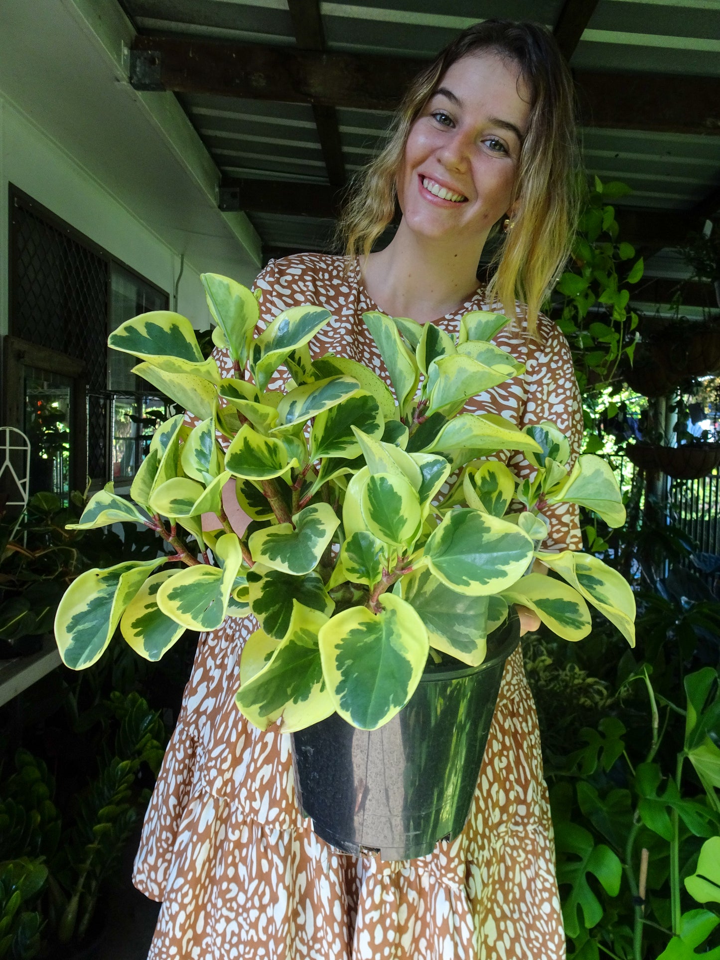 Peperomia Albo Marginata