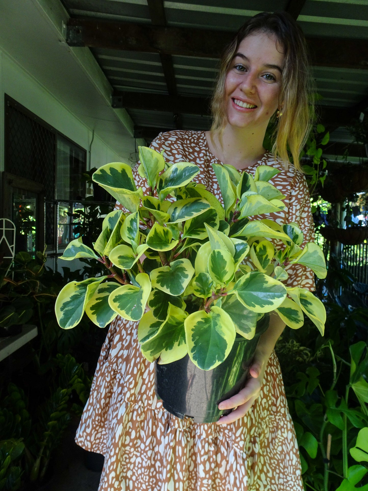 Peperomia Albo Marginata