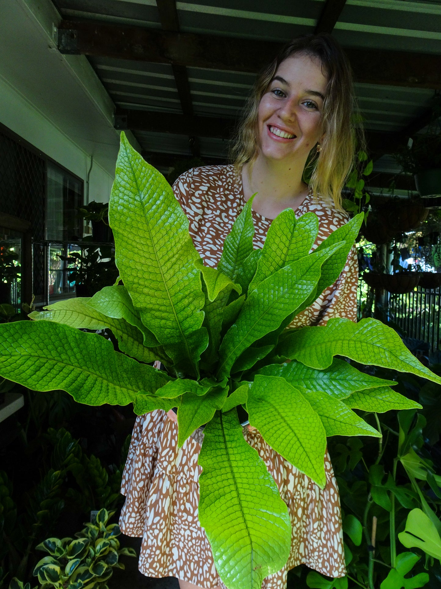 Crocodile Fern