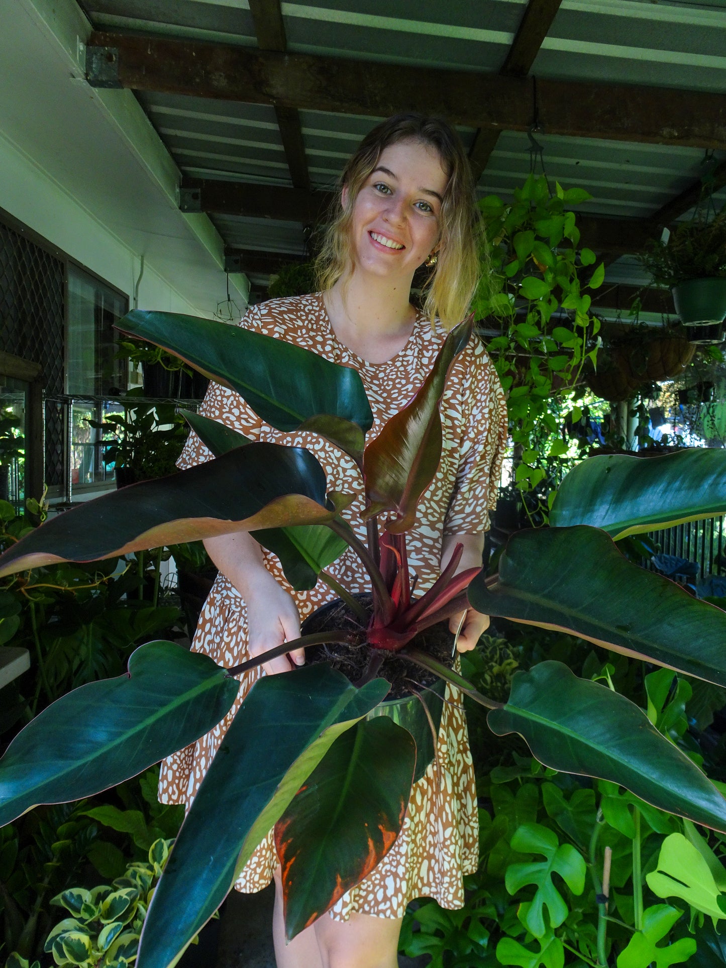 Philodendron Rojo Congo