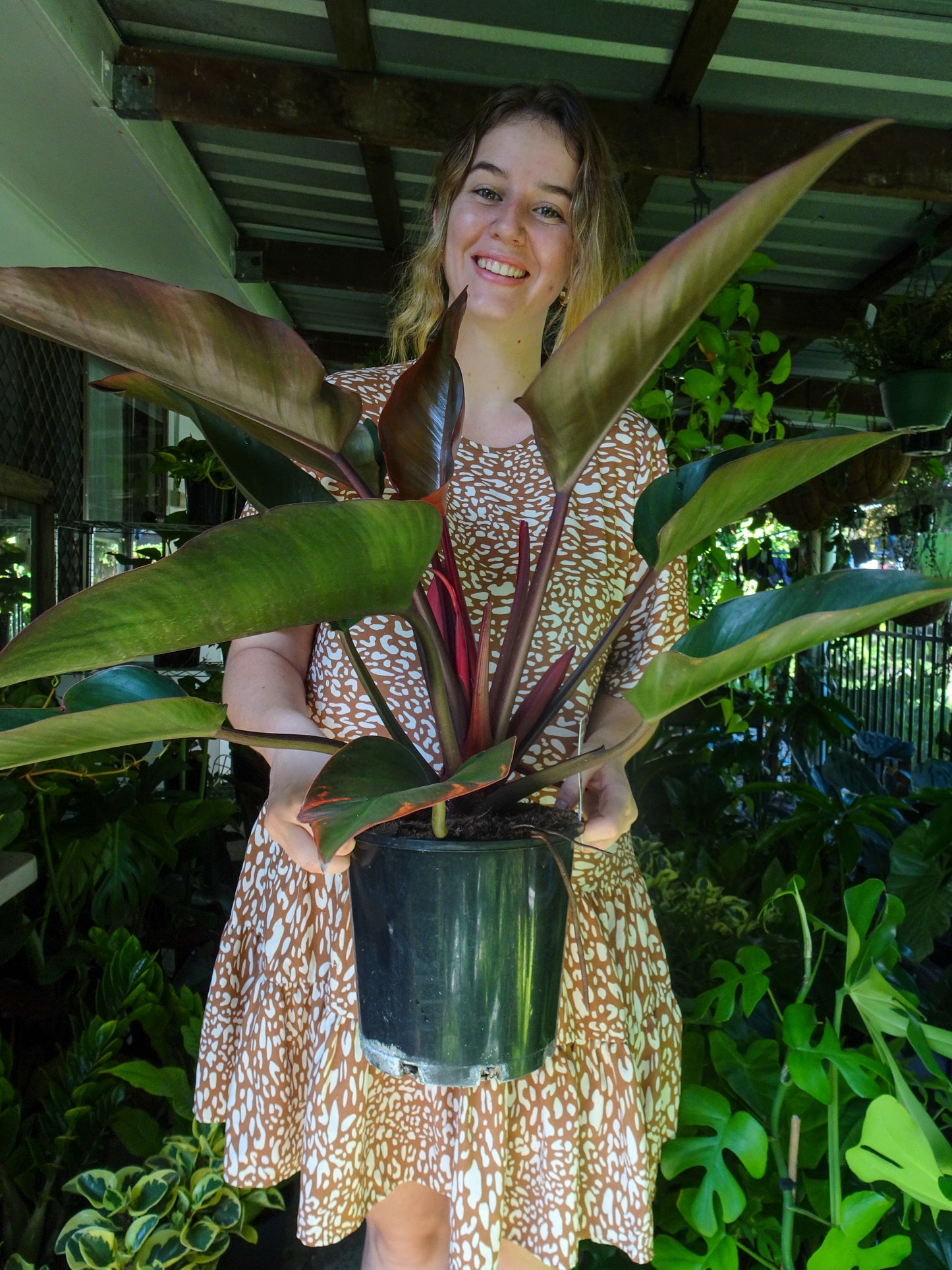 Philodendron Rojo Congo