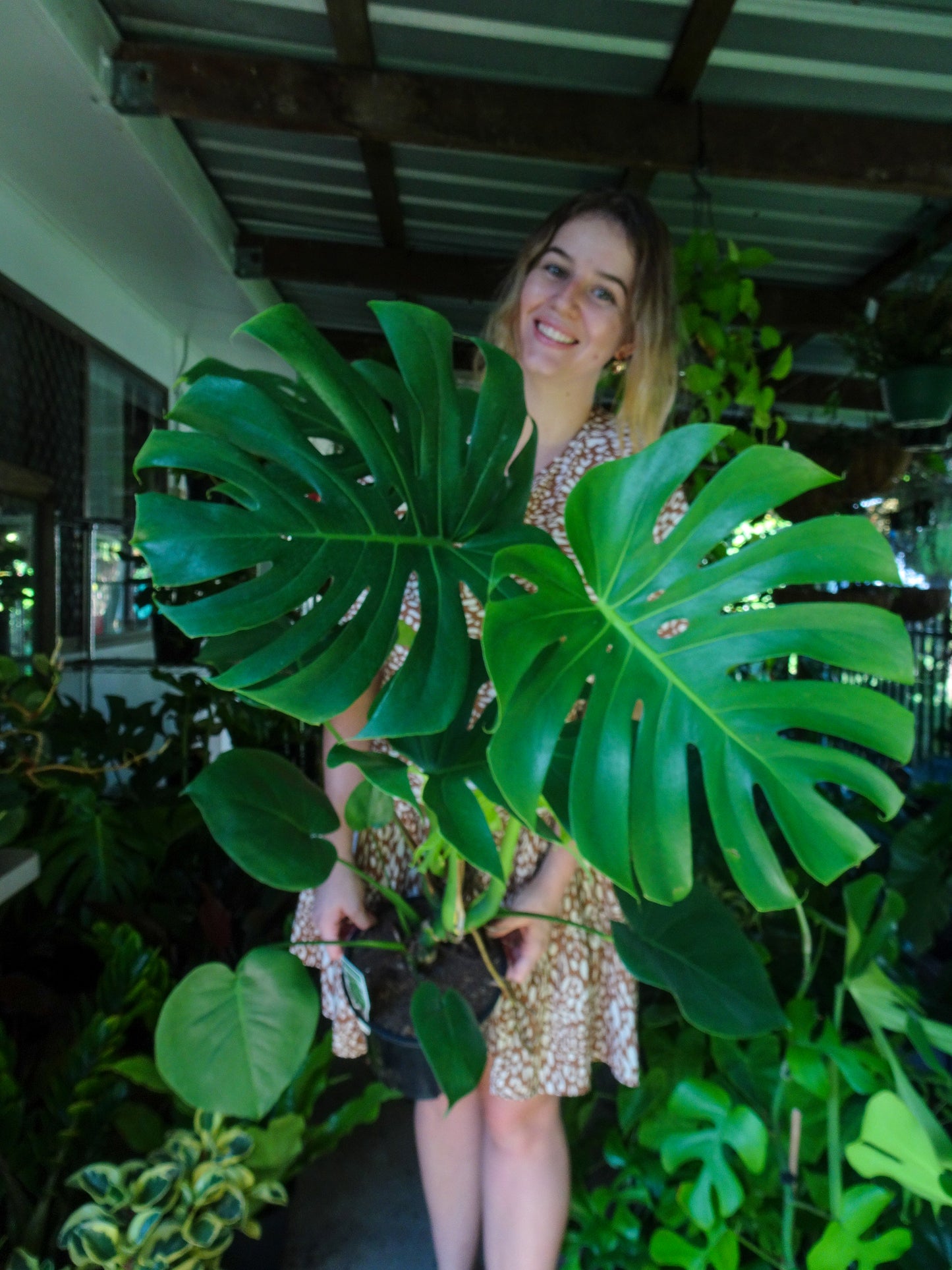 Monstera Deliciosa