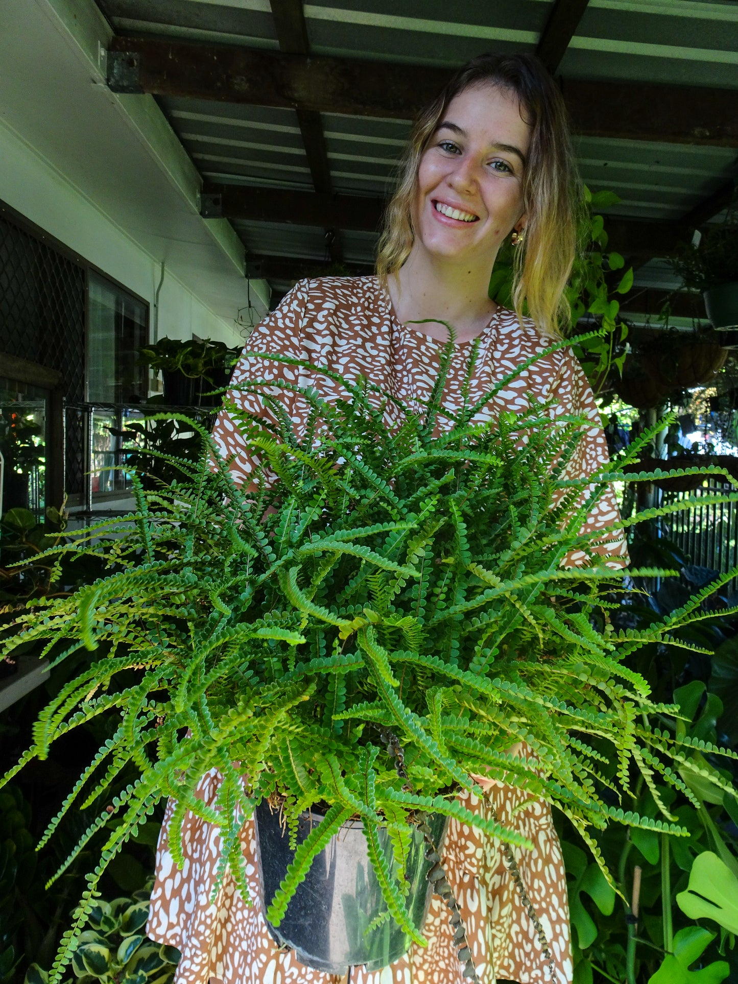 Duffii Fern