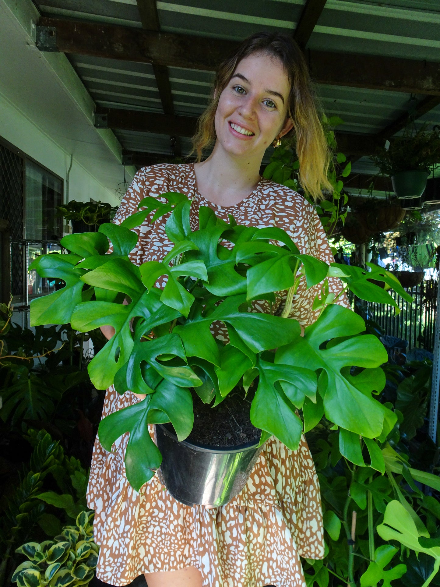 Philodendron Minima