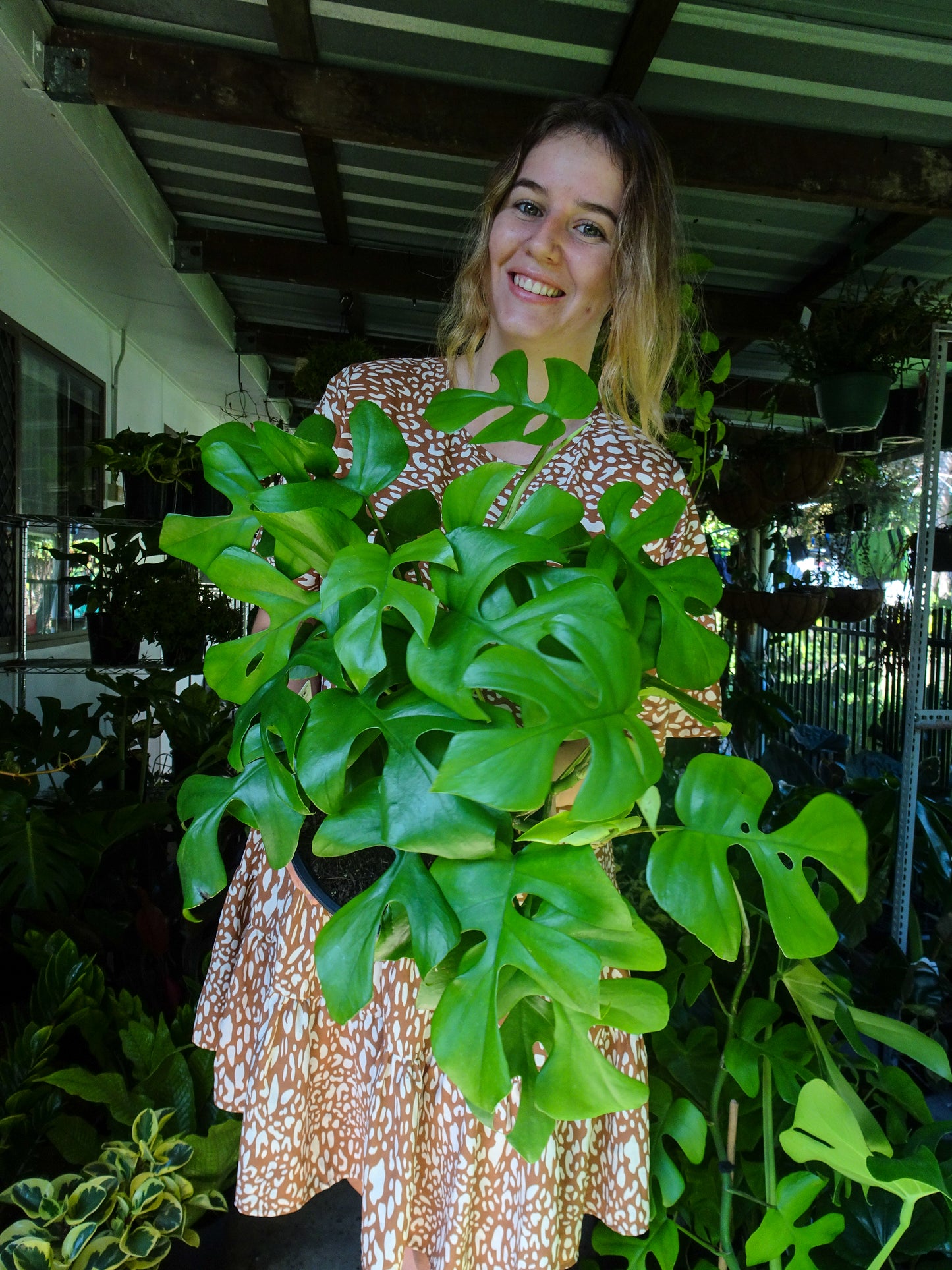 Philodendron Minima