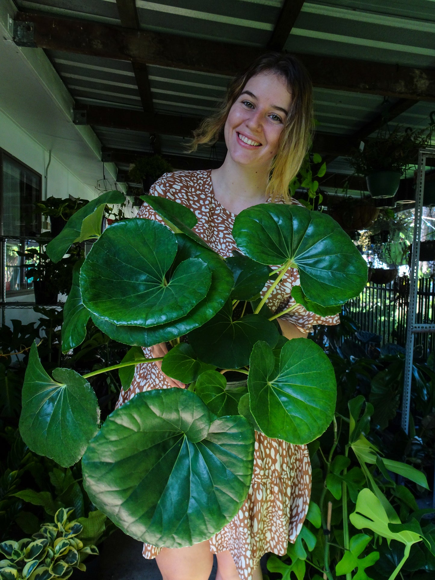 Tractor Seat Plant (Leopard Plant)