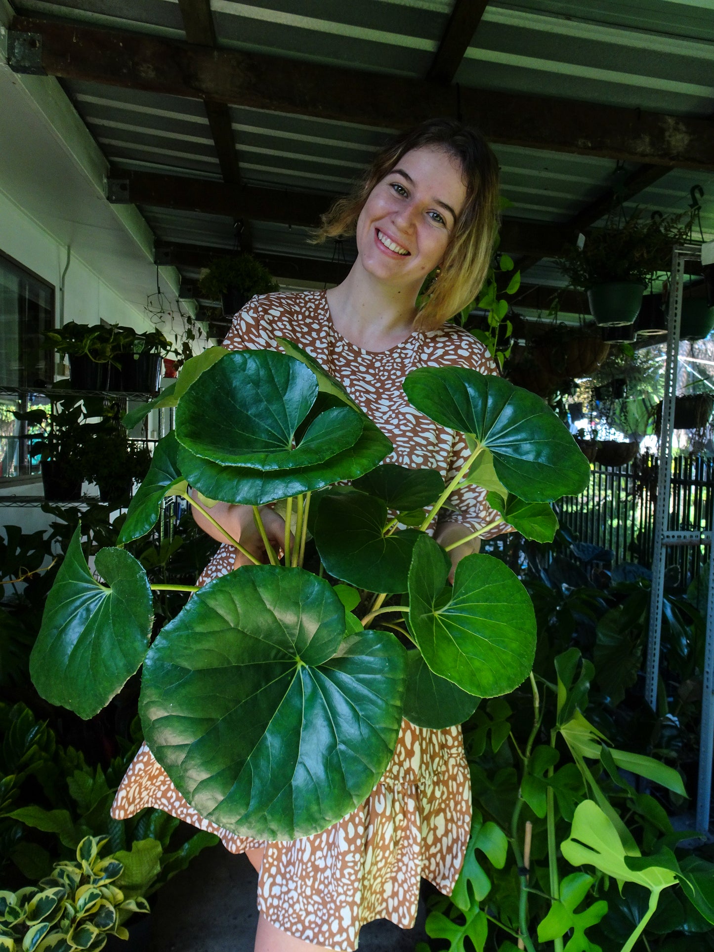 Tractor Seat Plant (Leopard Plant)
