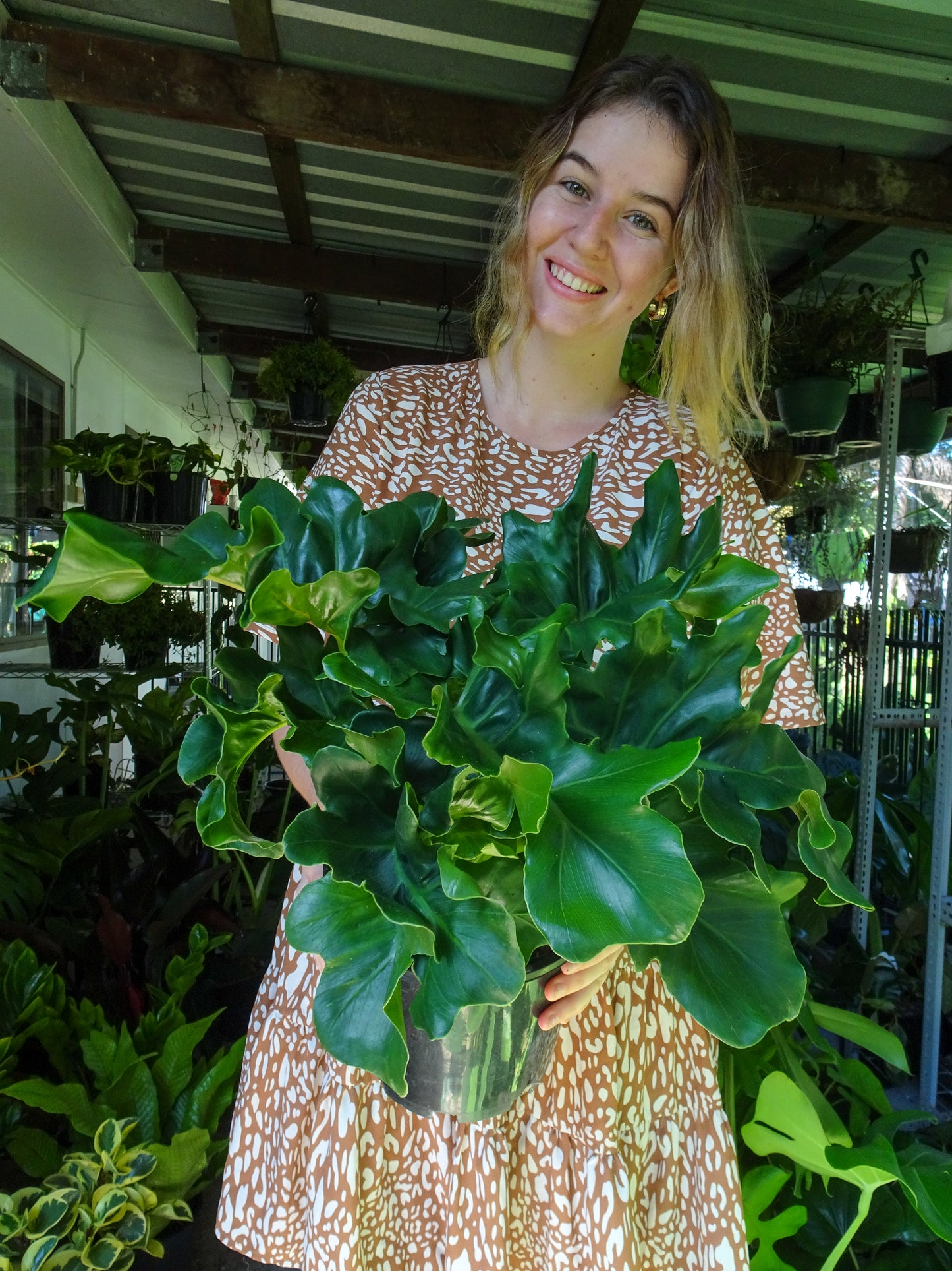 Philodendron Super Atom
