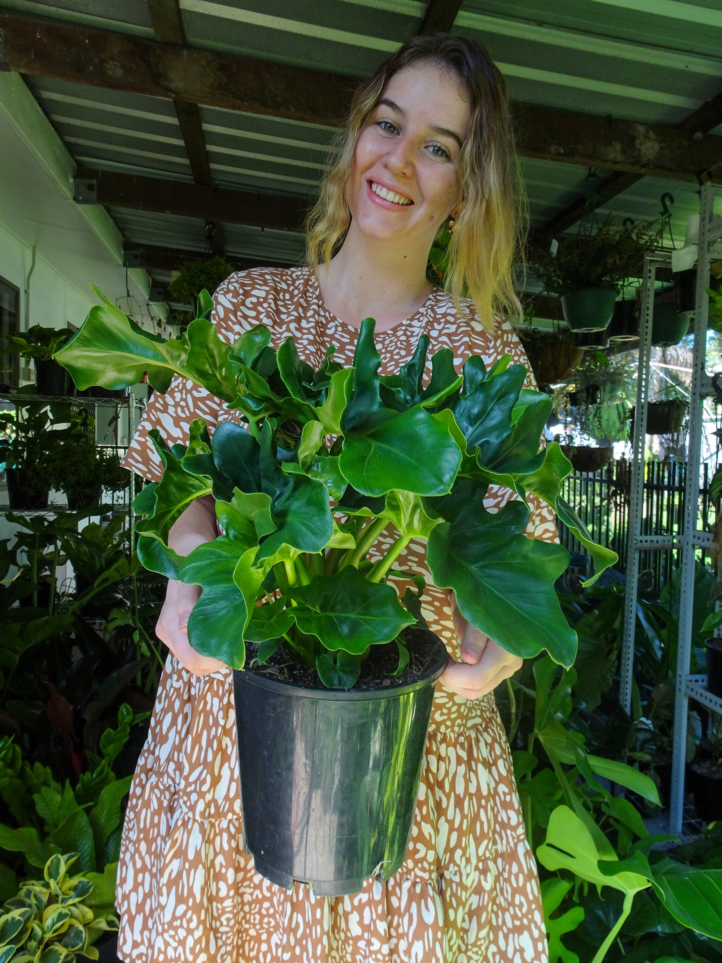Philodendron Super Atom