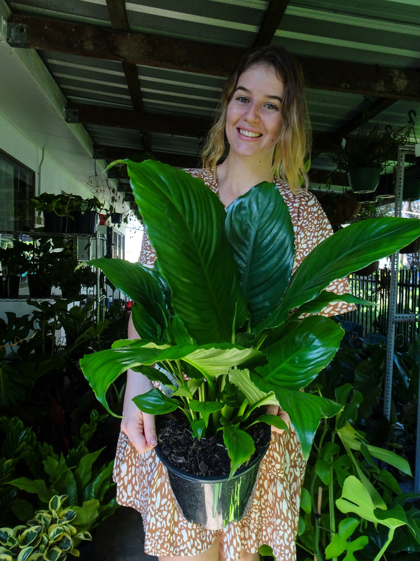 Spathiphyllum Wallisii