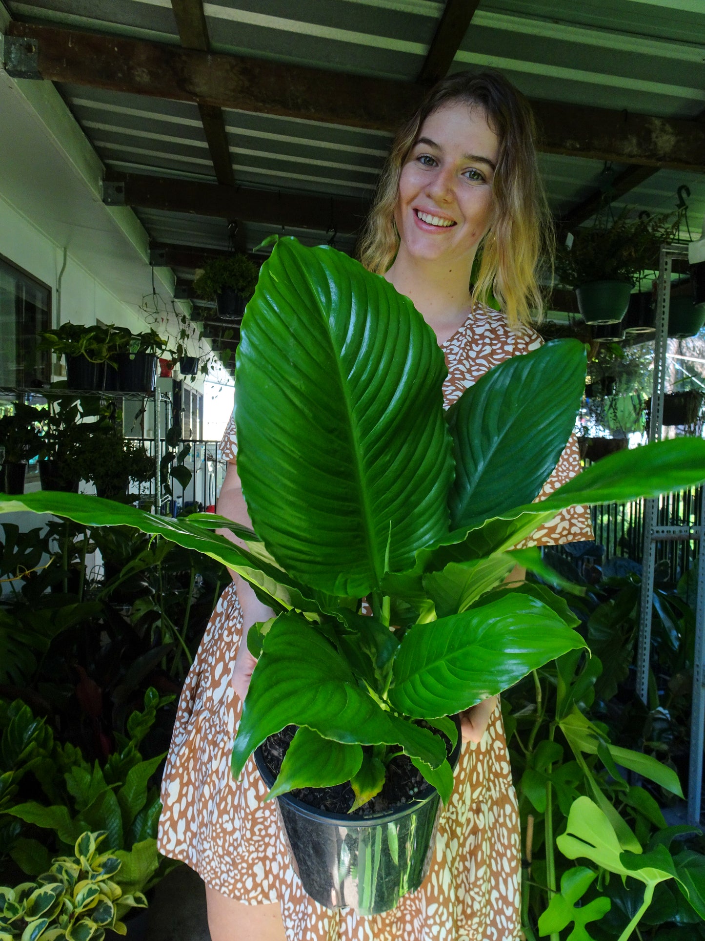 Spathiphyllum Wallisii