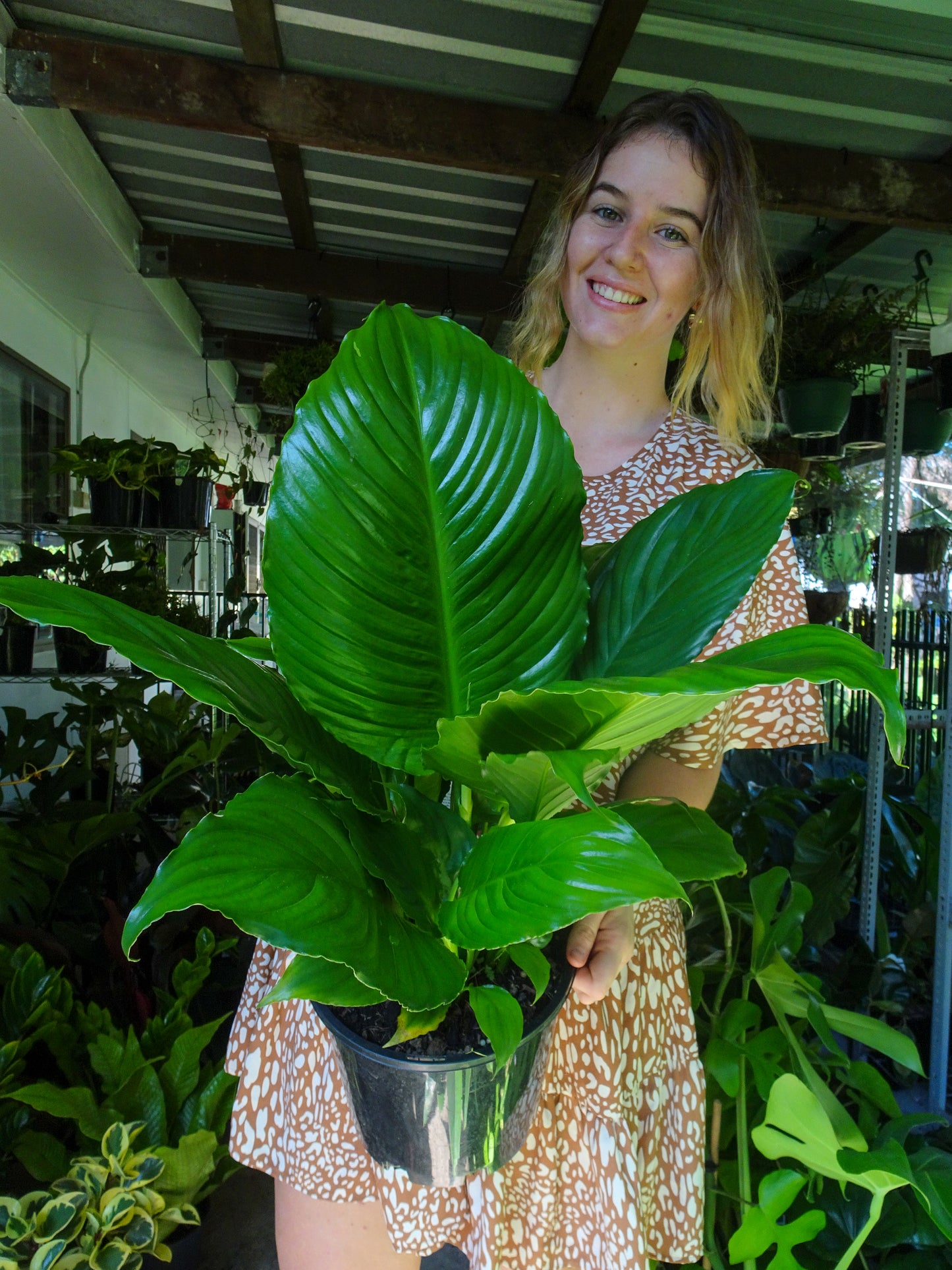 Spathiphyllum Wallisii