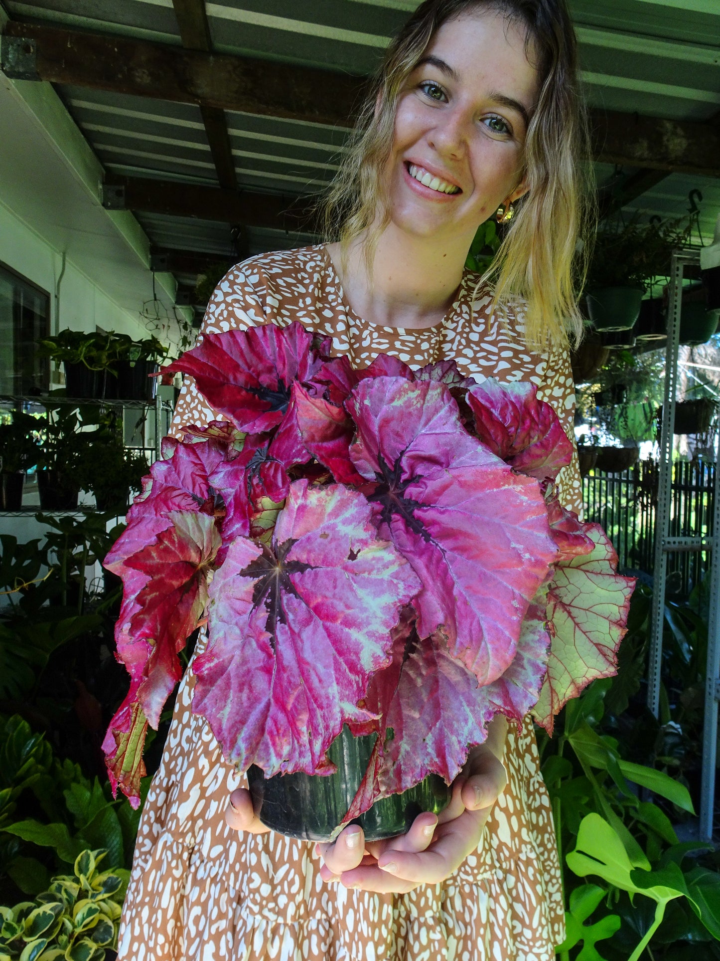 Begonia Ruby Slippers