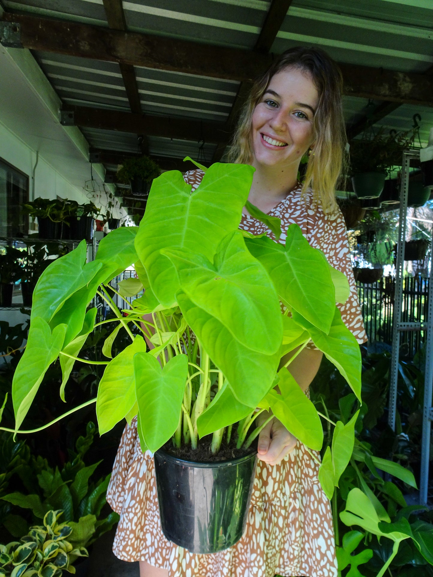 Alocasia Lime Zinger