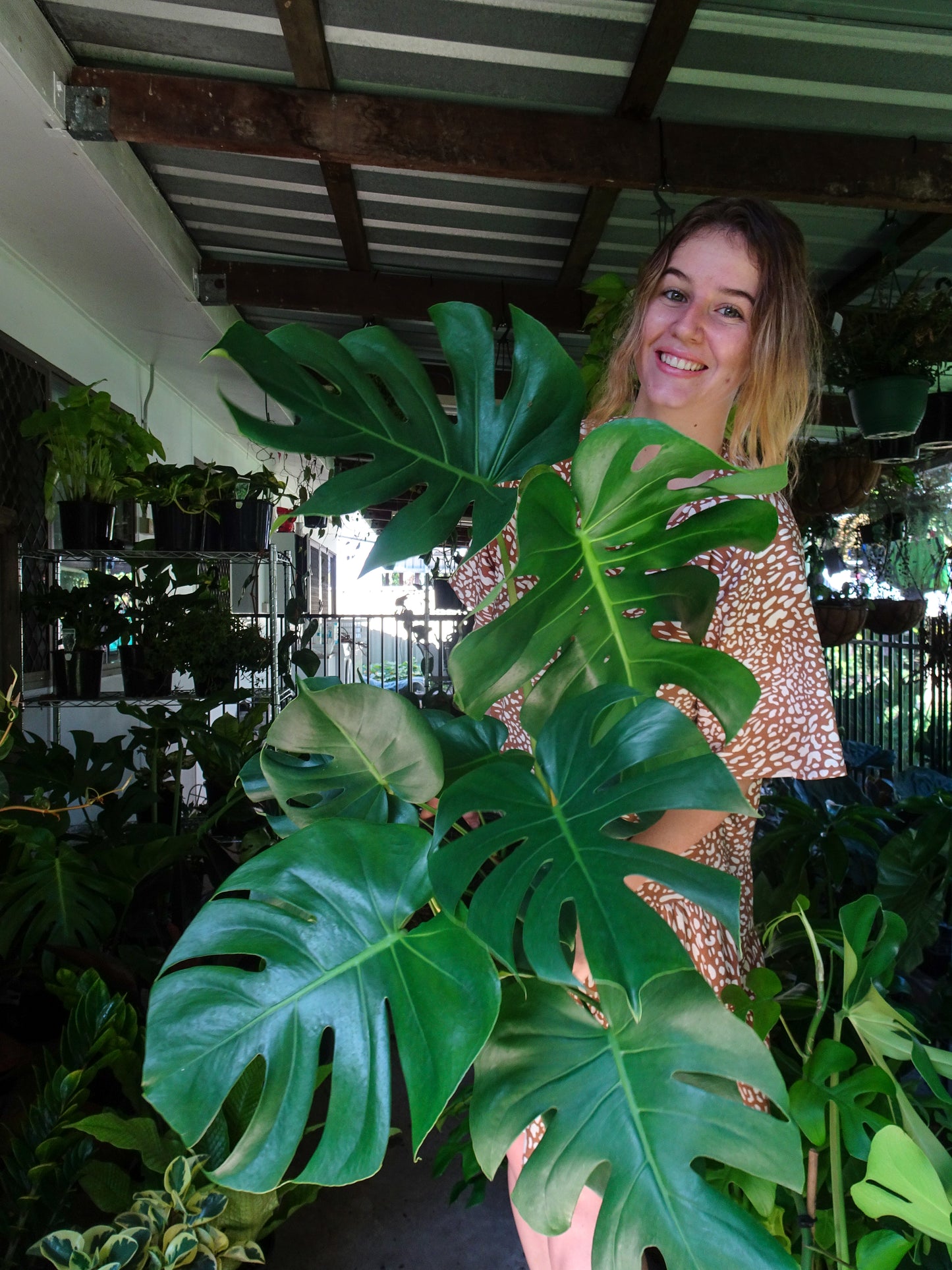 Giant Monstera Deliciosa