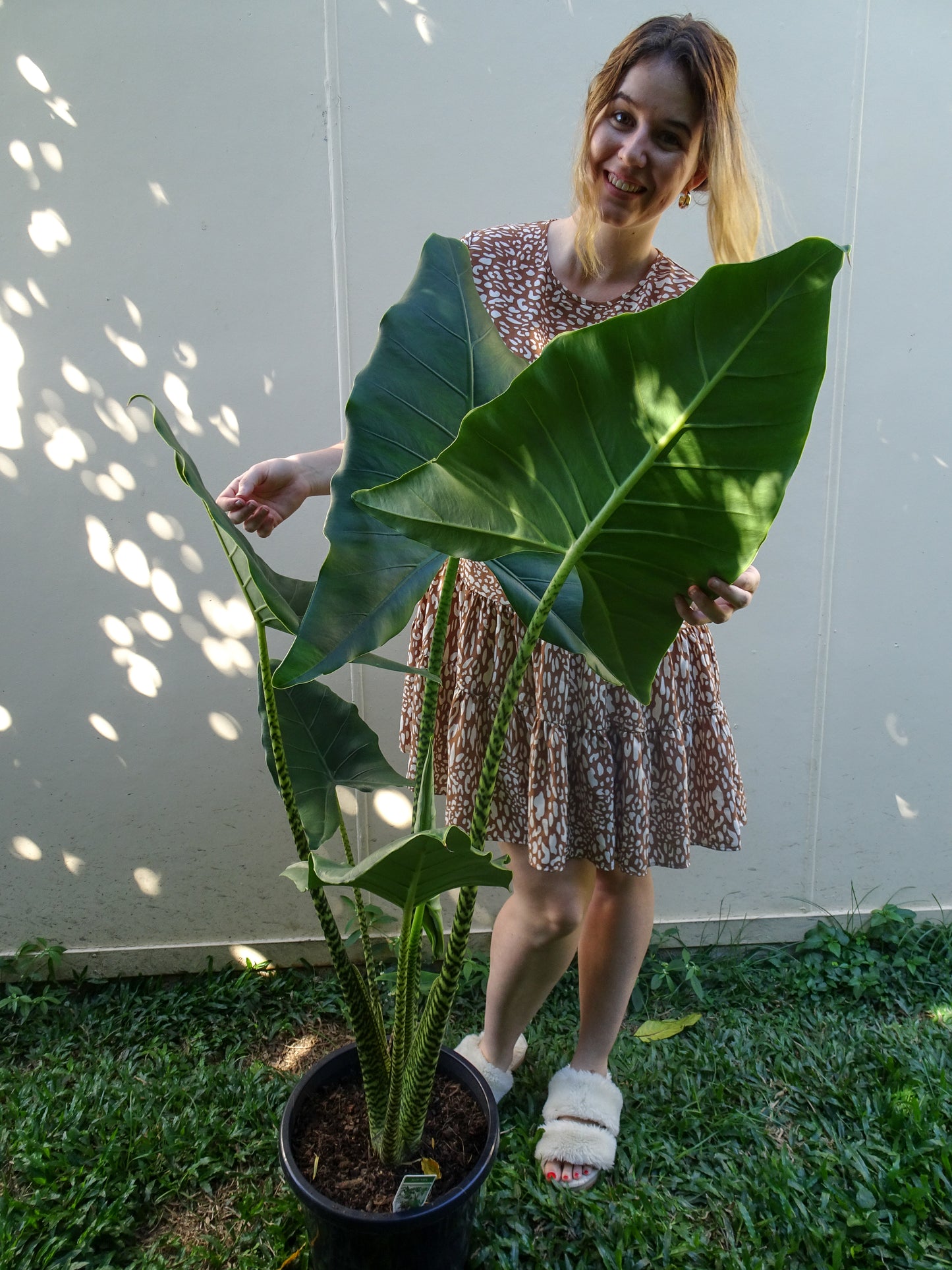 Giant Alocasia Zebrina