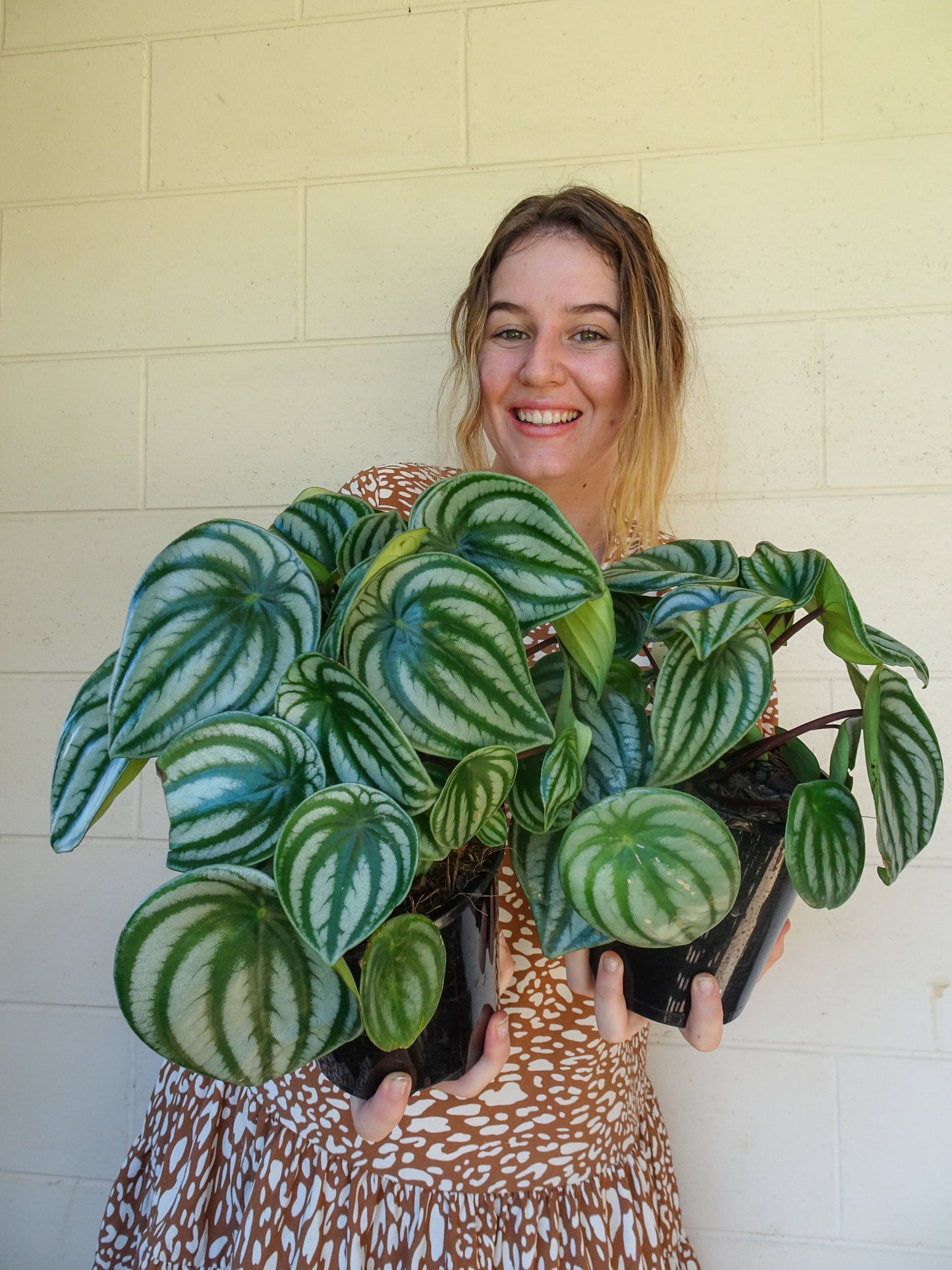 Watermelon Peperomia