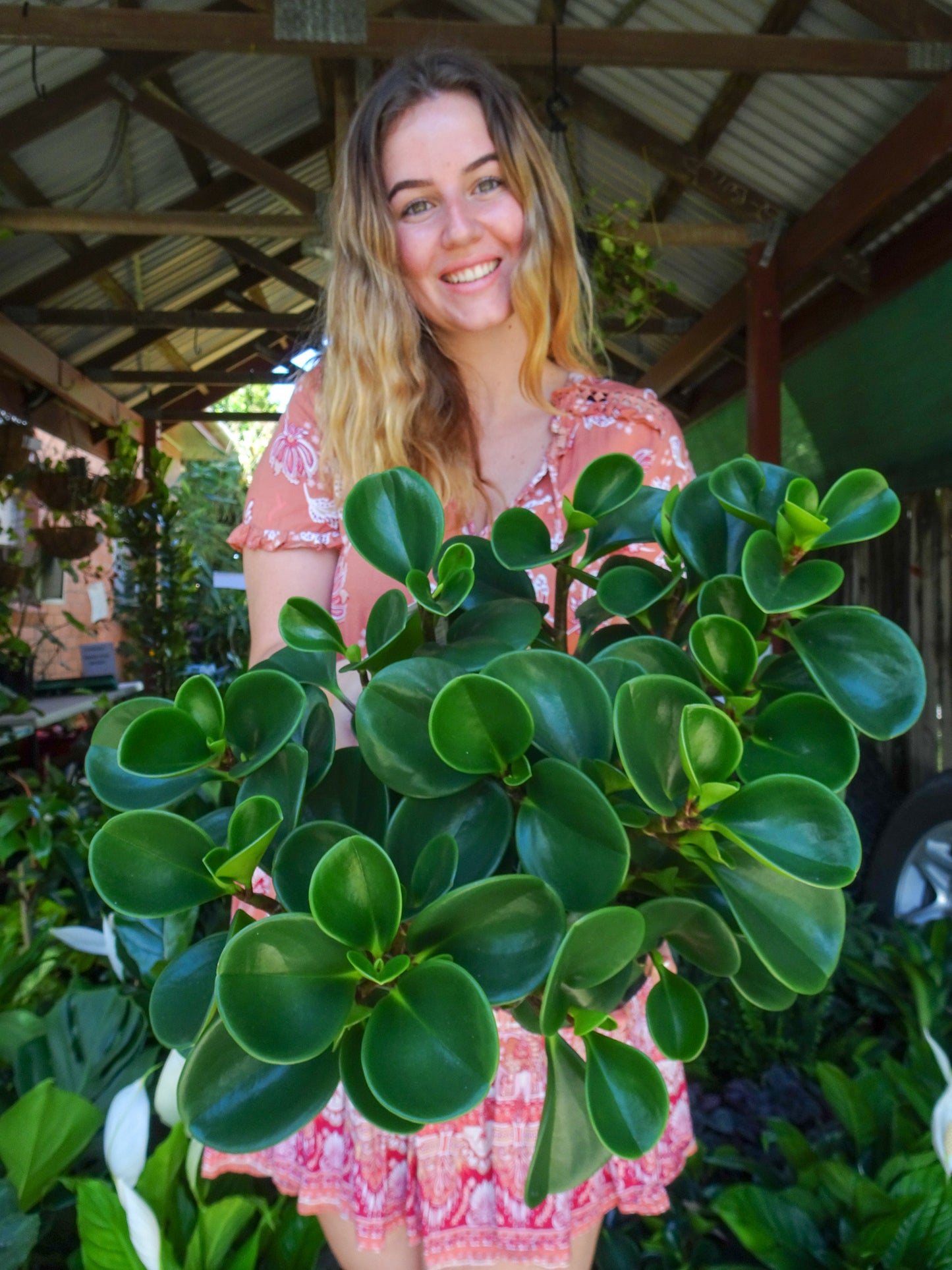 Peperomia Jade