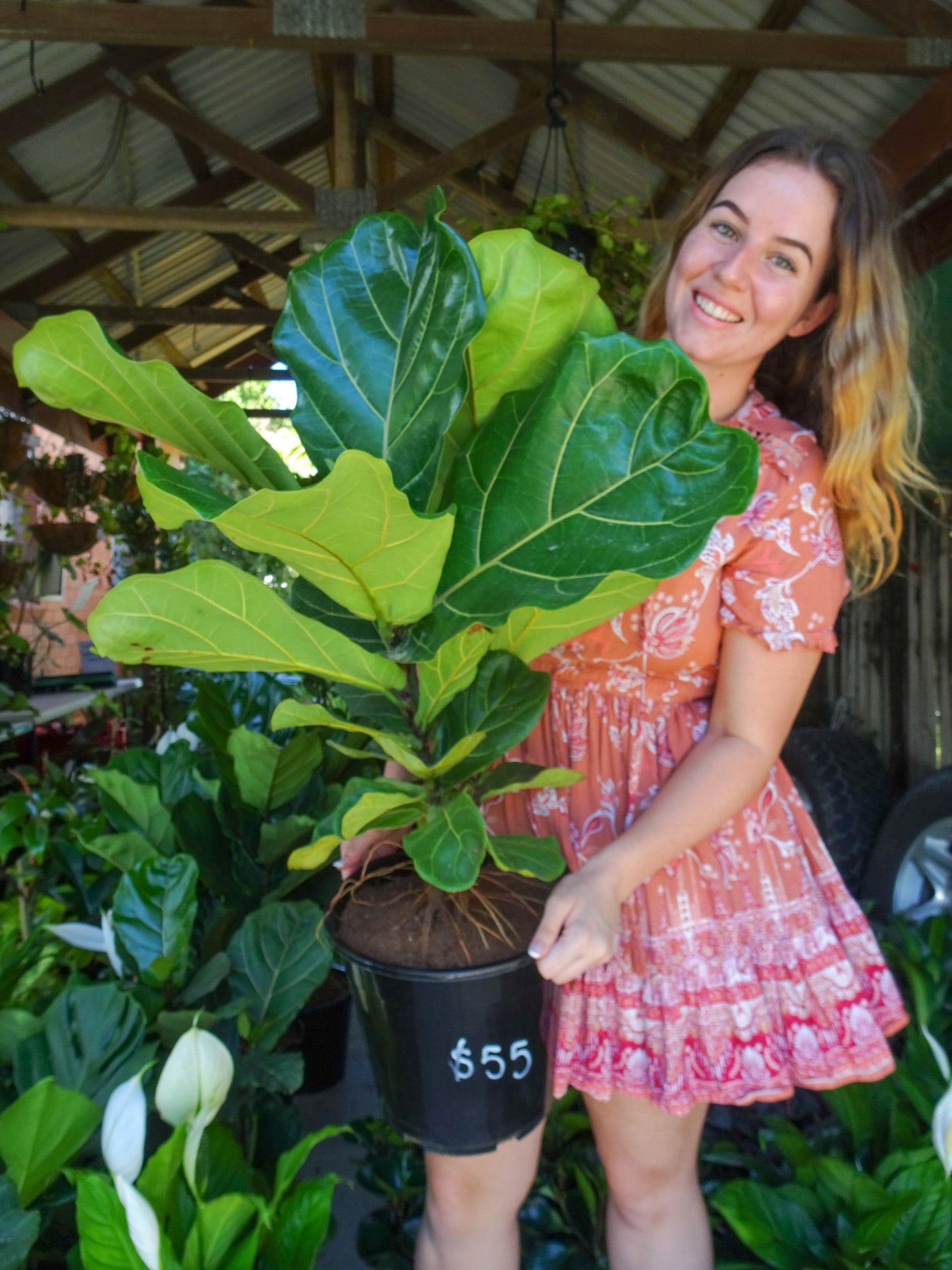 Fiddle Leaf Fig-pickup only