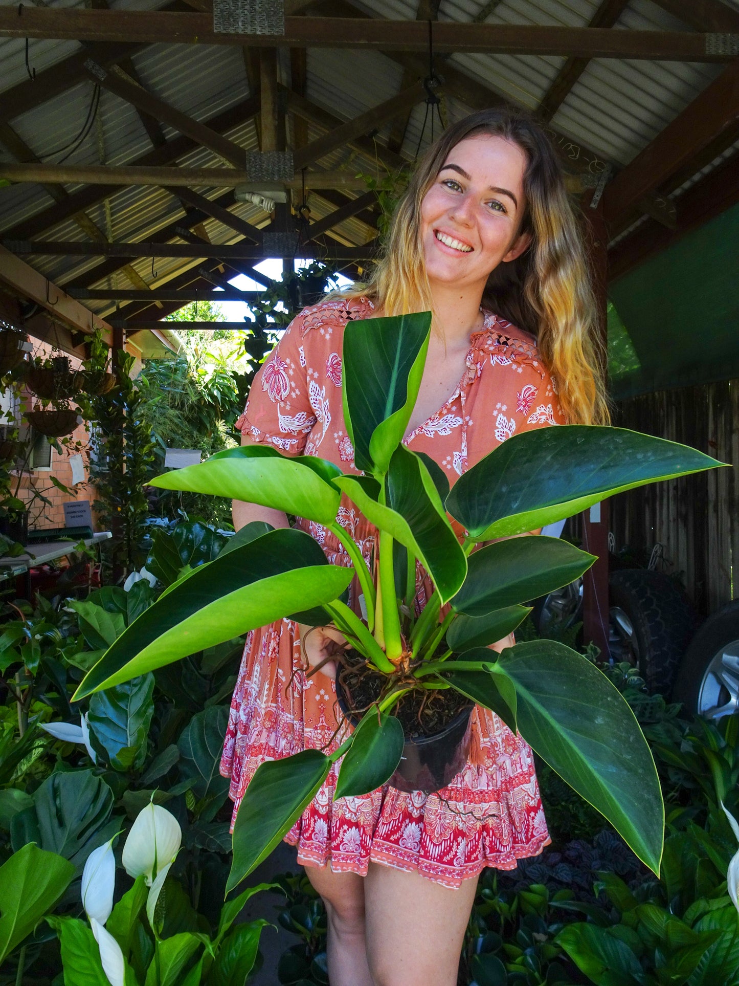 Philodendron Xio Ping