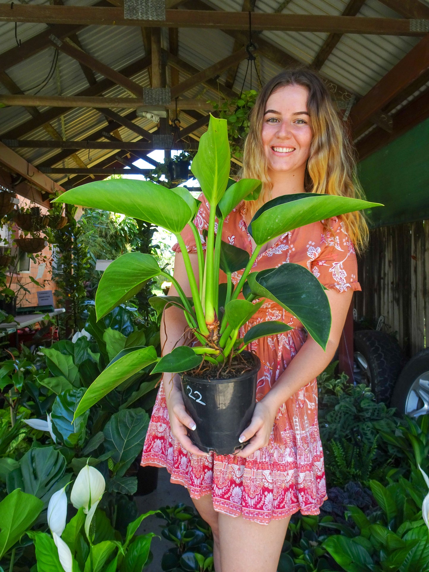 Philodendron Xio Ping