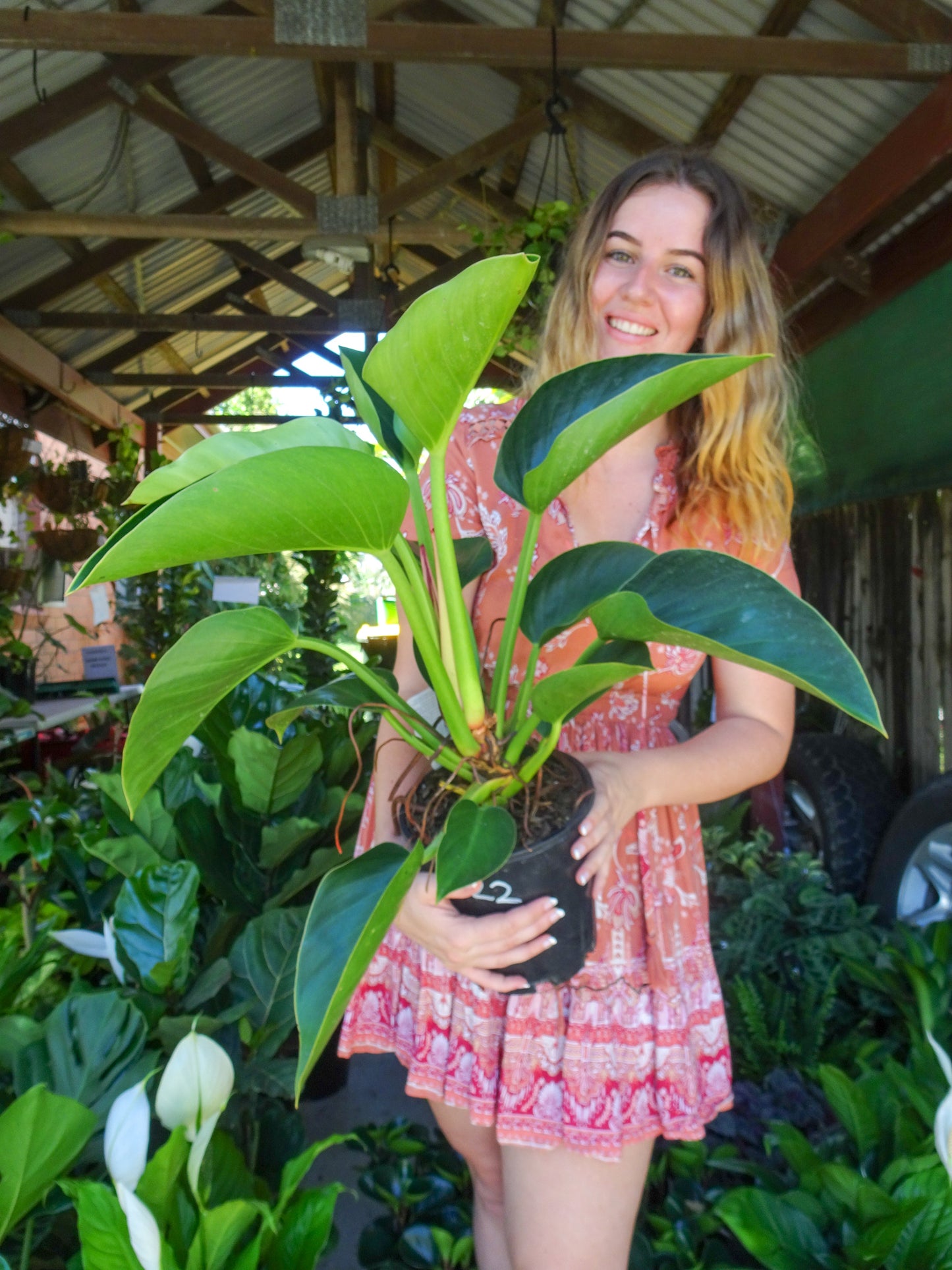Philodendron Xio Ping