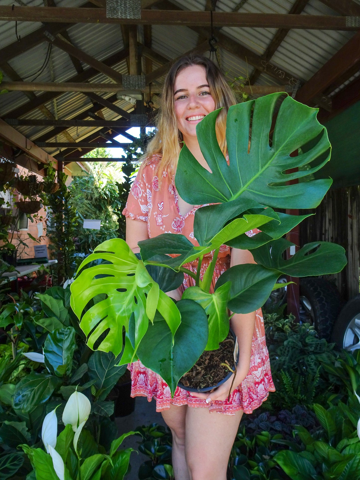 Monstera Deliciosa