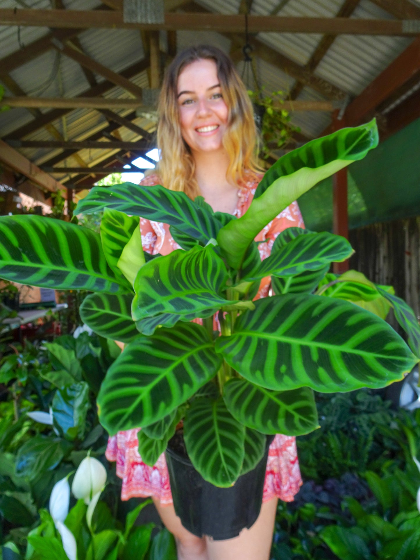 Calathea Zebrina