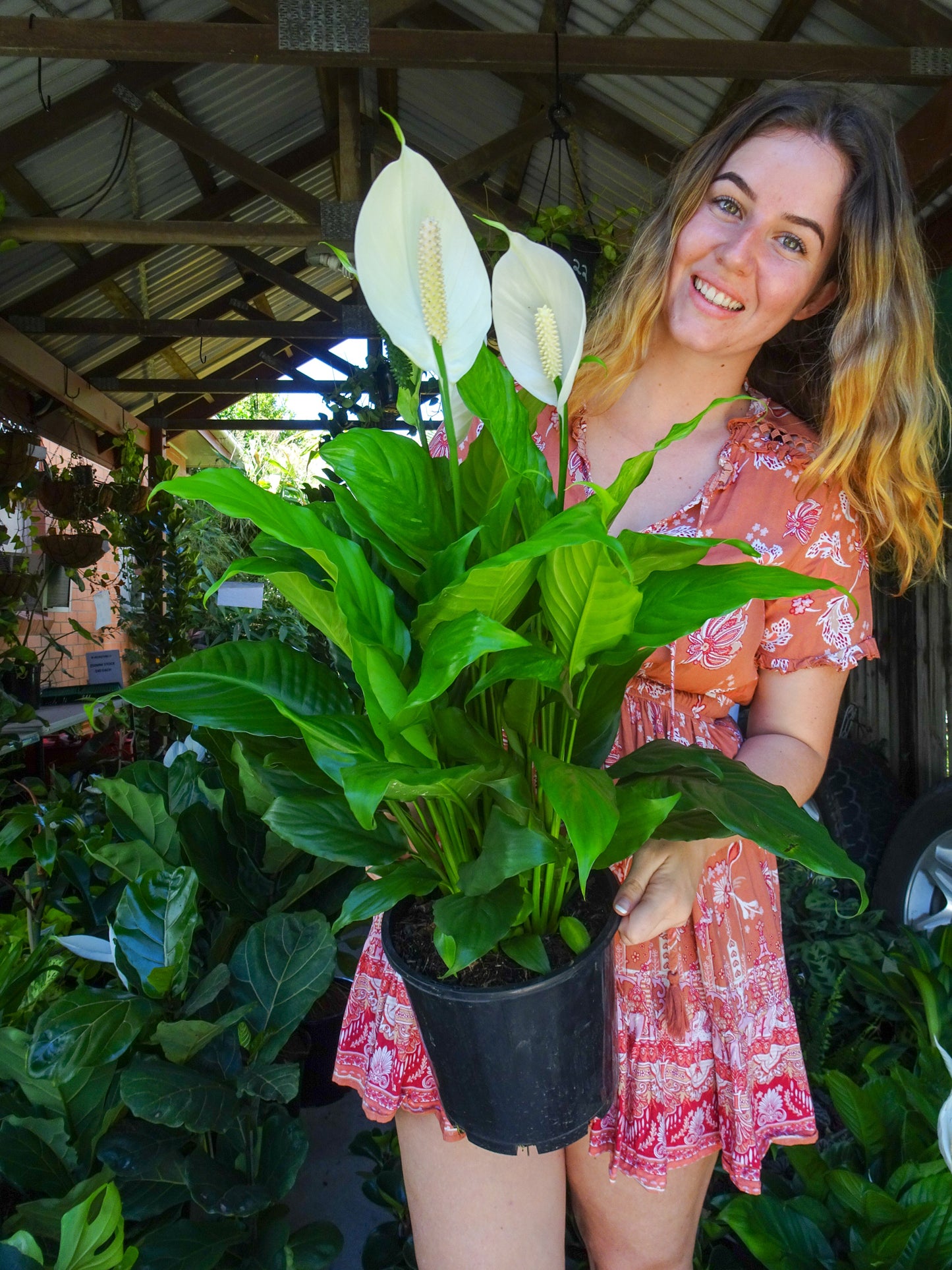 Spathiphyllum Alpha